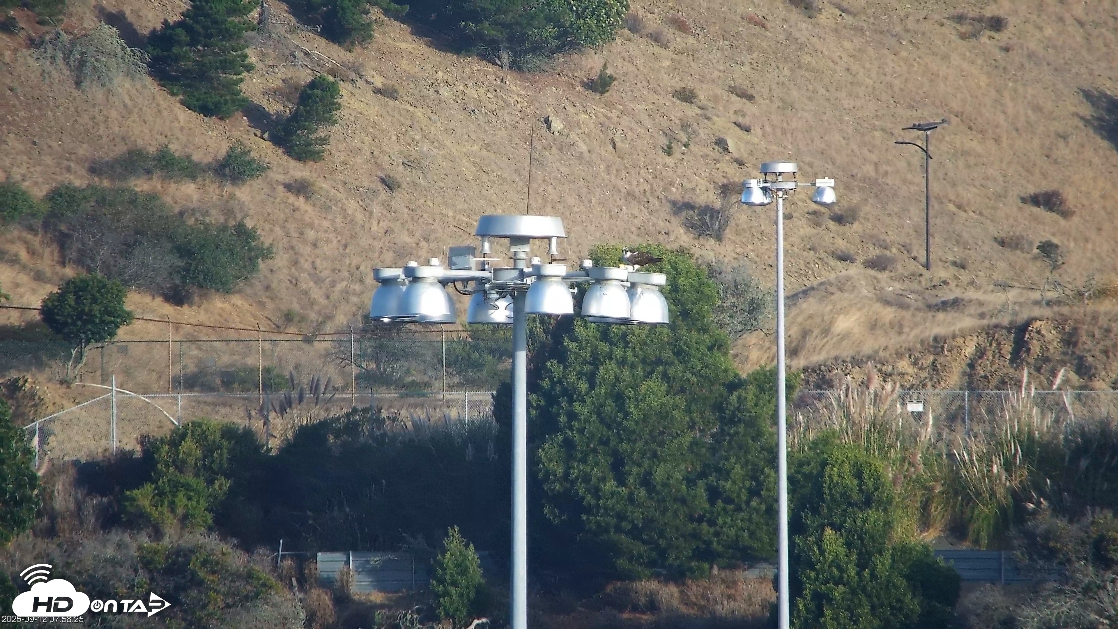 Snapshot of Golden Gate Ospreys Live Crane Cam taken Sep 12, 2026, 7:59am PDT