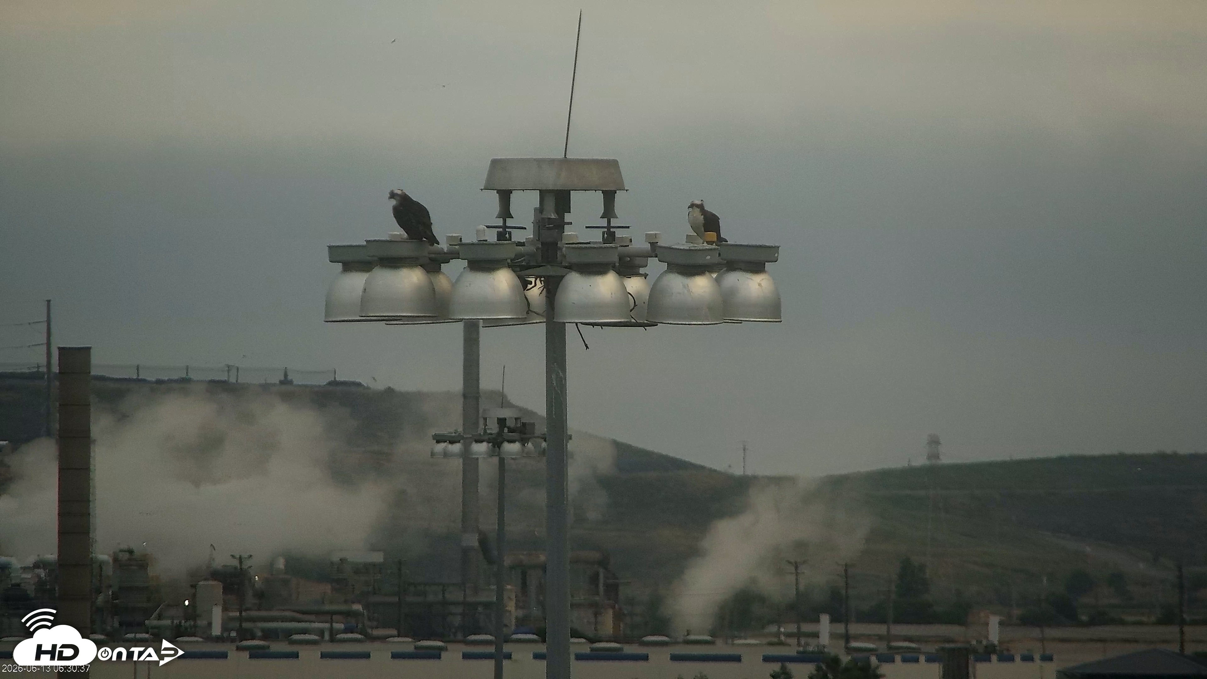 Snapshot of Golden Gate Ospreys Live Crane Cam taken Jun 13, 2026, 6:31am PDT