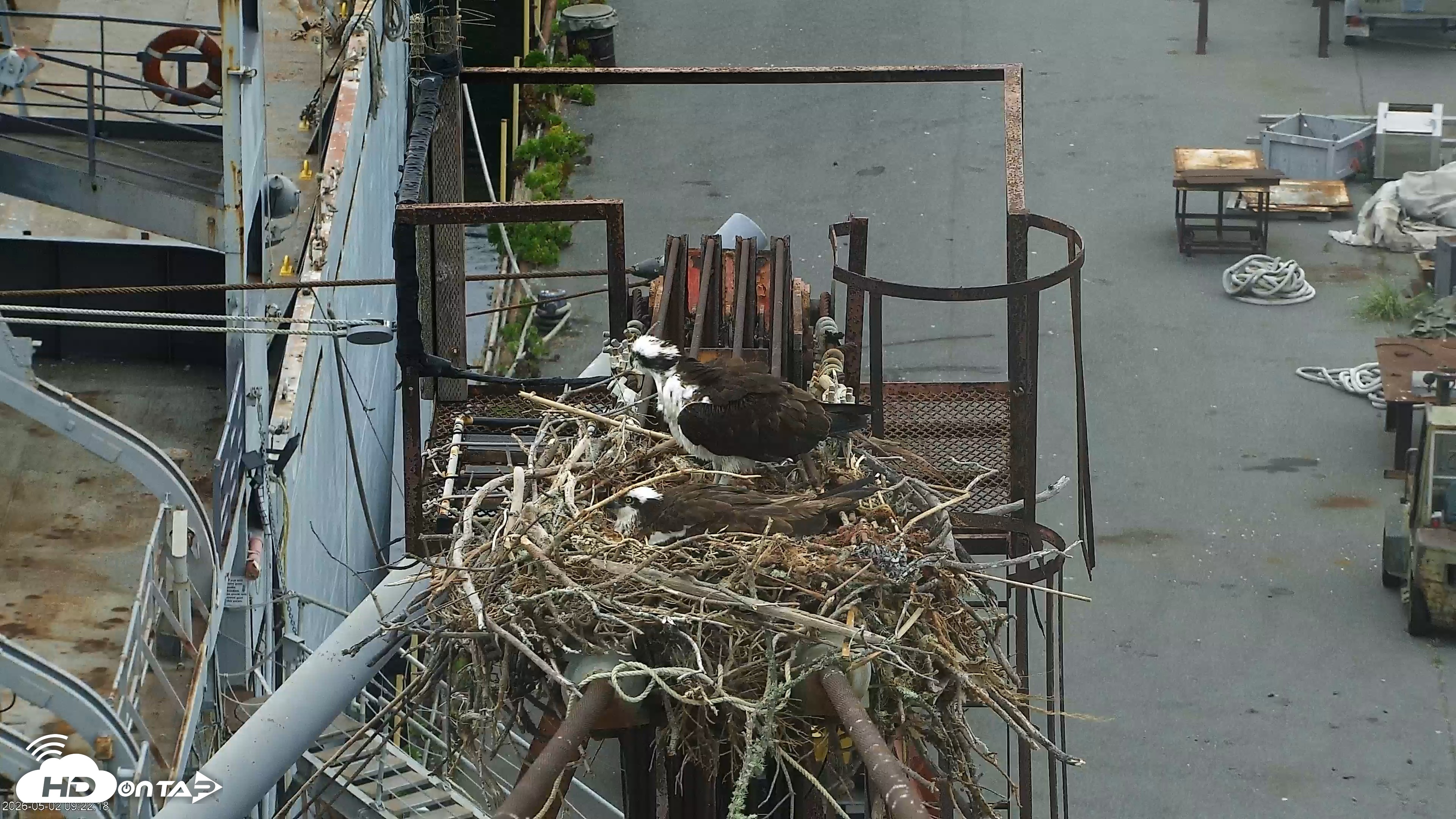 Snapshot of Golden Gate Ospreys Live Crane Cam taken May 2, 2026, 9:23am PDT