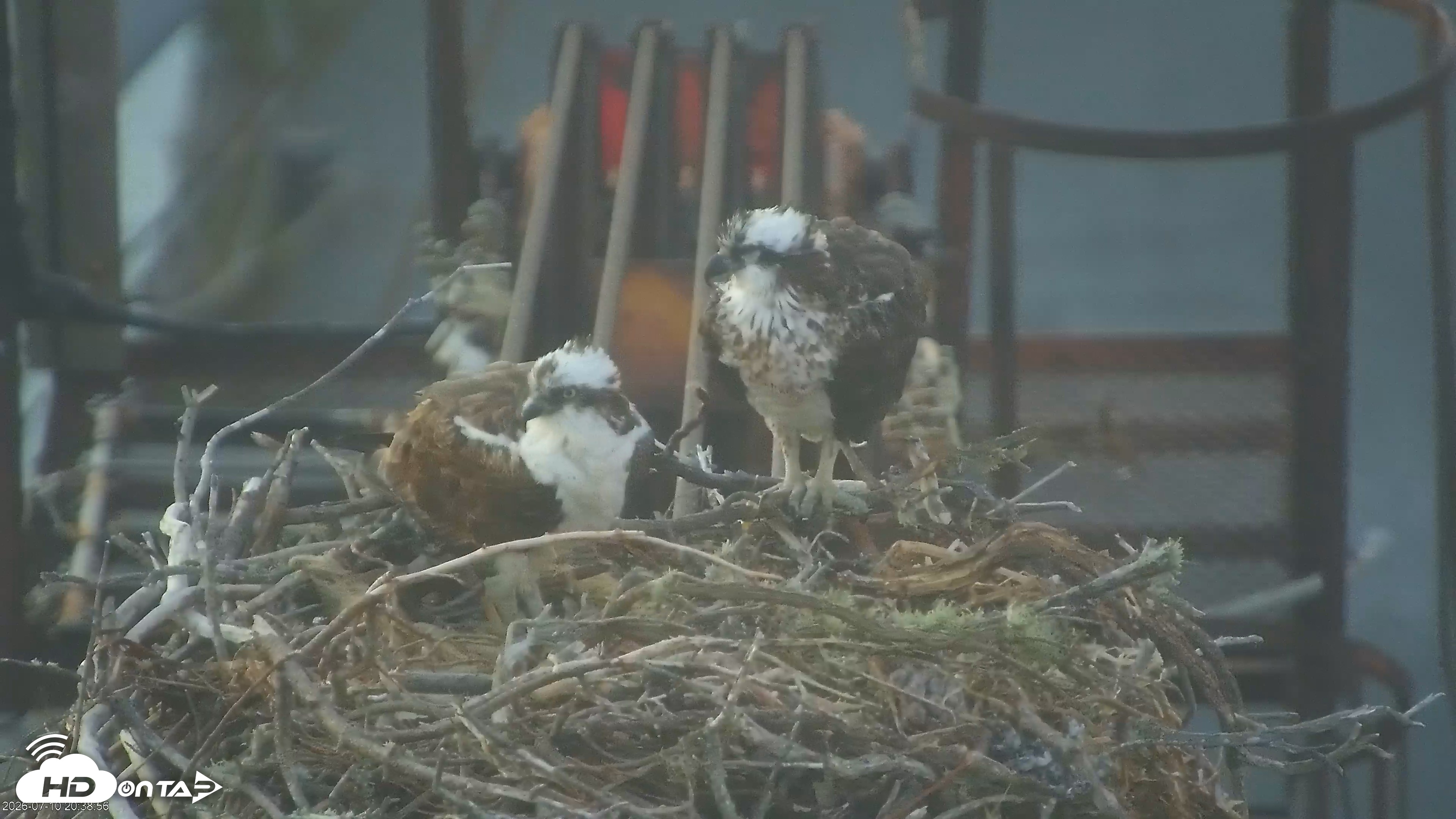 Snapshot of Golden Gate Ospreys Live Crane Cam taken Jul 10, 2026, 8:39pm PDT