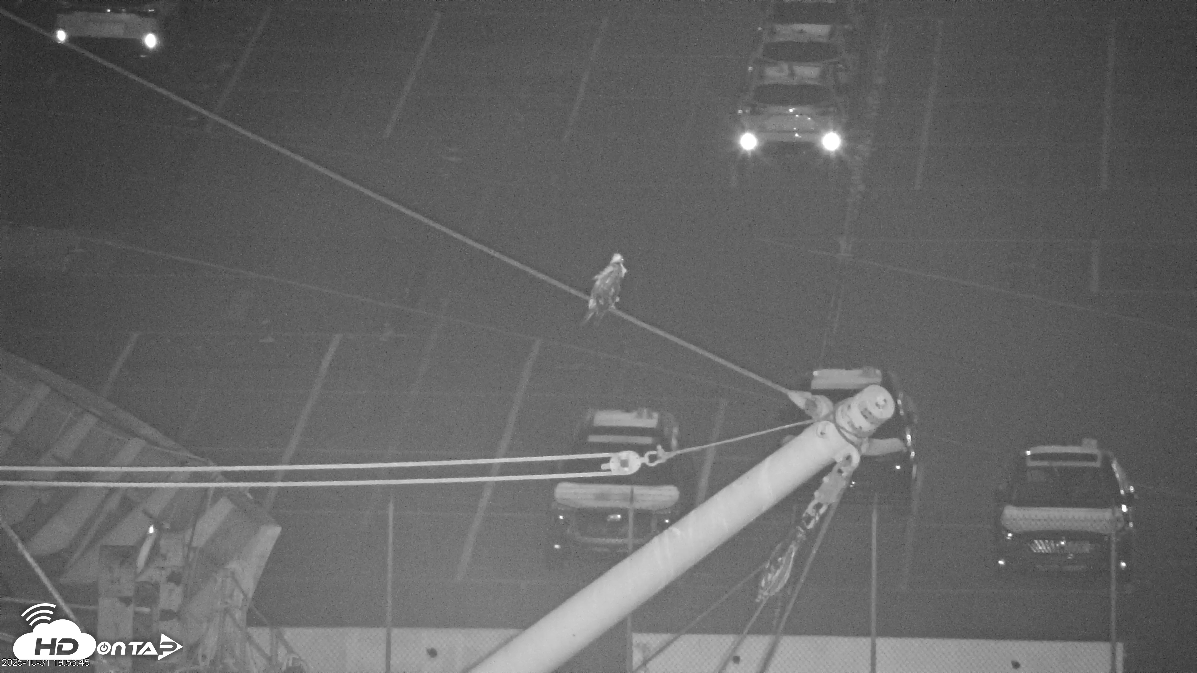 Snapshot of Golden Gate Ospreys Live Crane Cam taken Oct 31, 2025, 7:54pm PDT