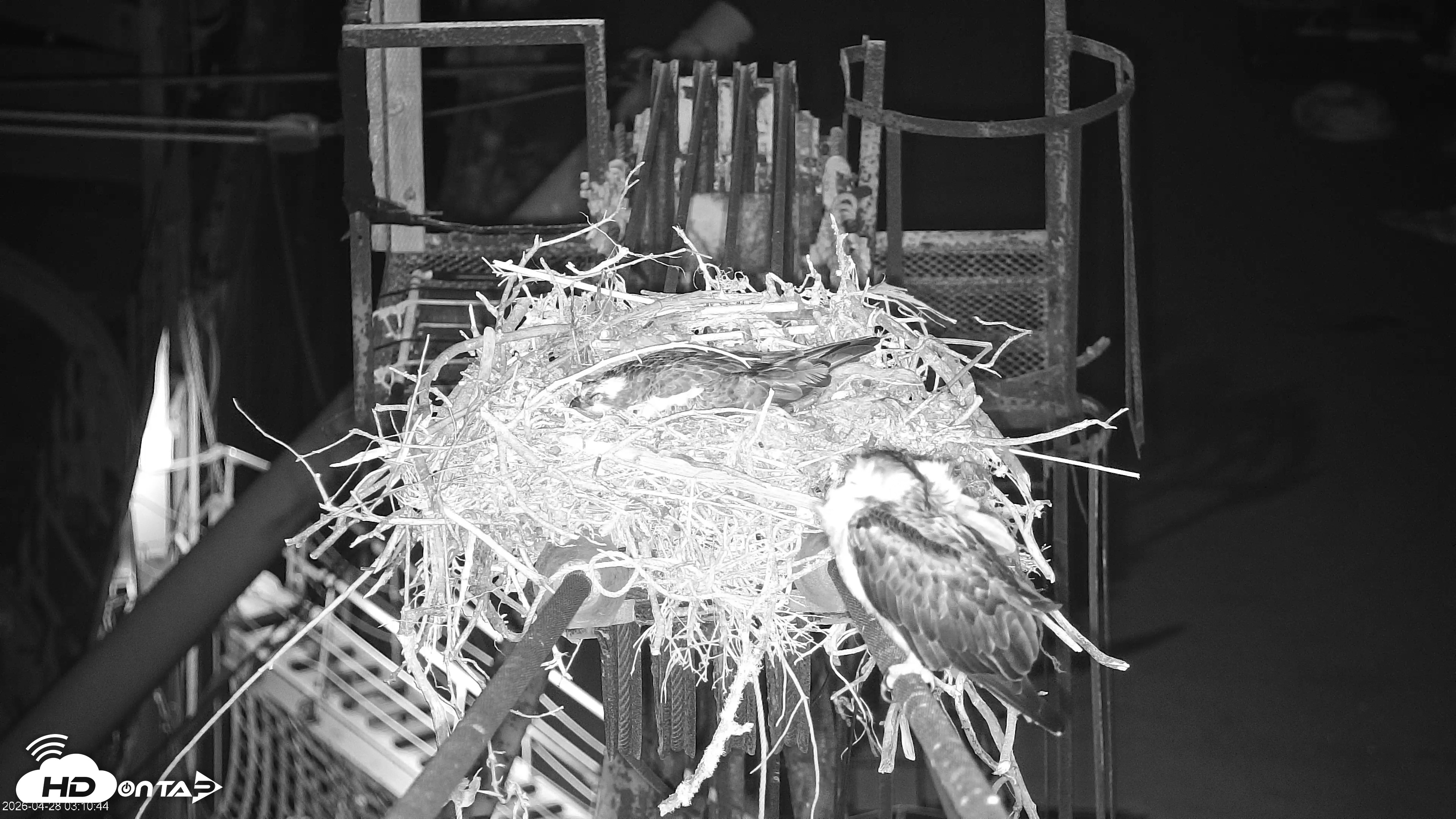 Snapshot of Golden Gate Ospreys Live Crane Cam taken Apr 28, 2026, 3:12am PDT