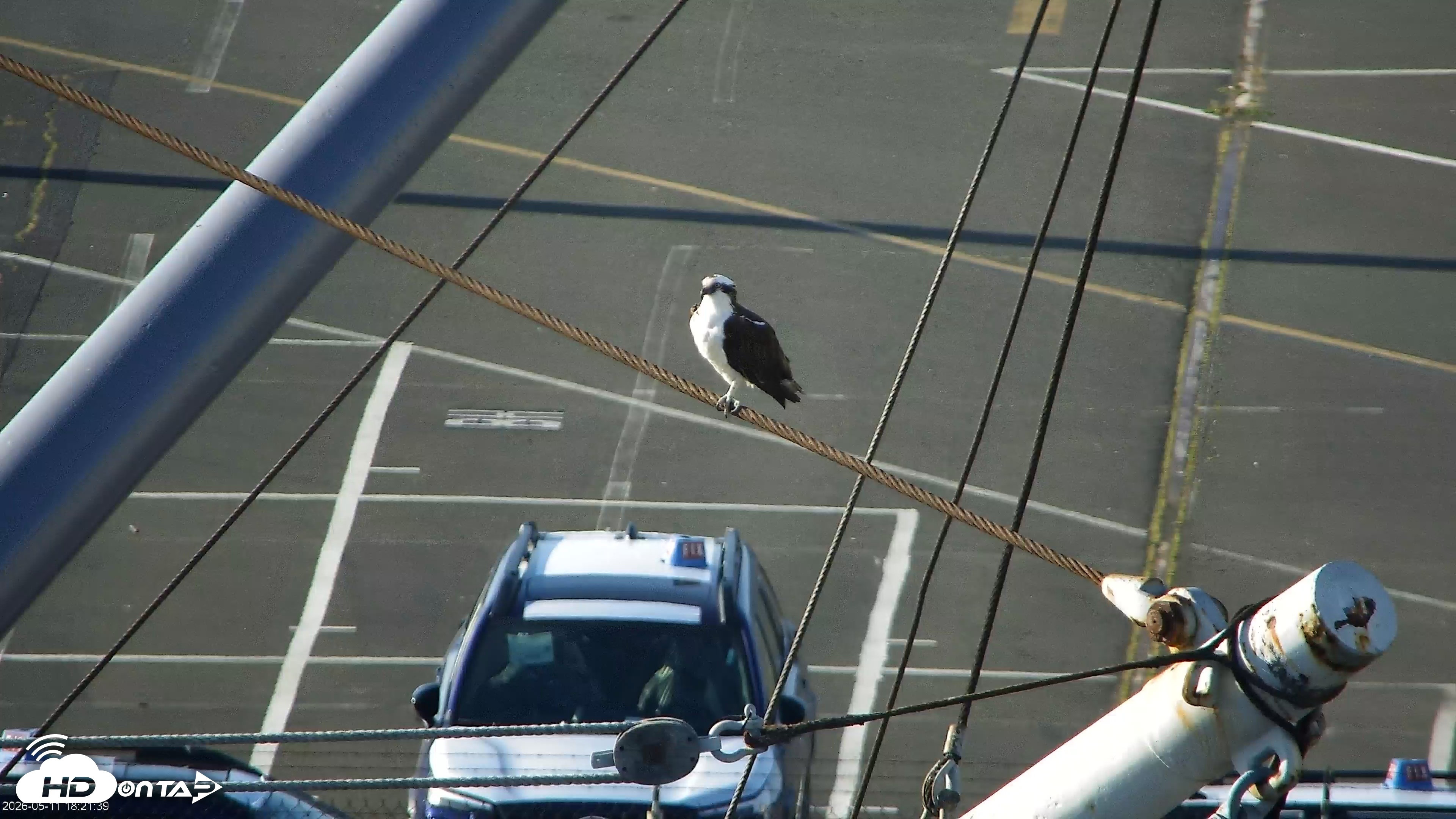 Snapshot of Golden Gate Ospreys Live Crane Cam taken May 11, 2026, 6:22pm PDT
