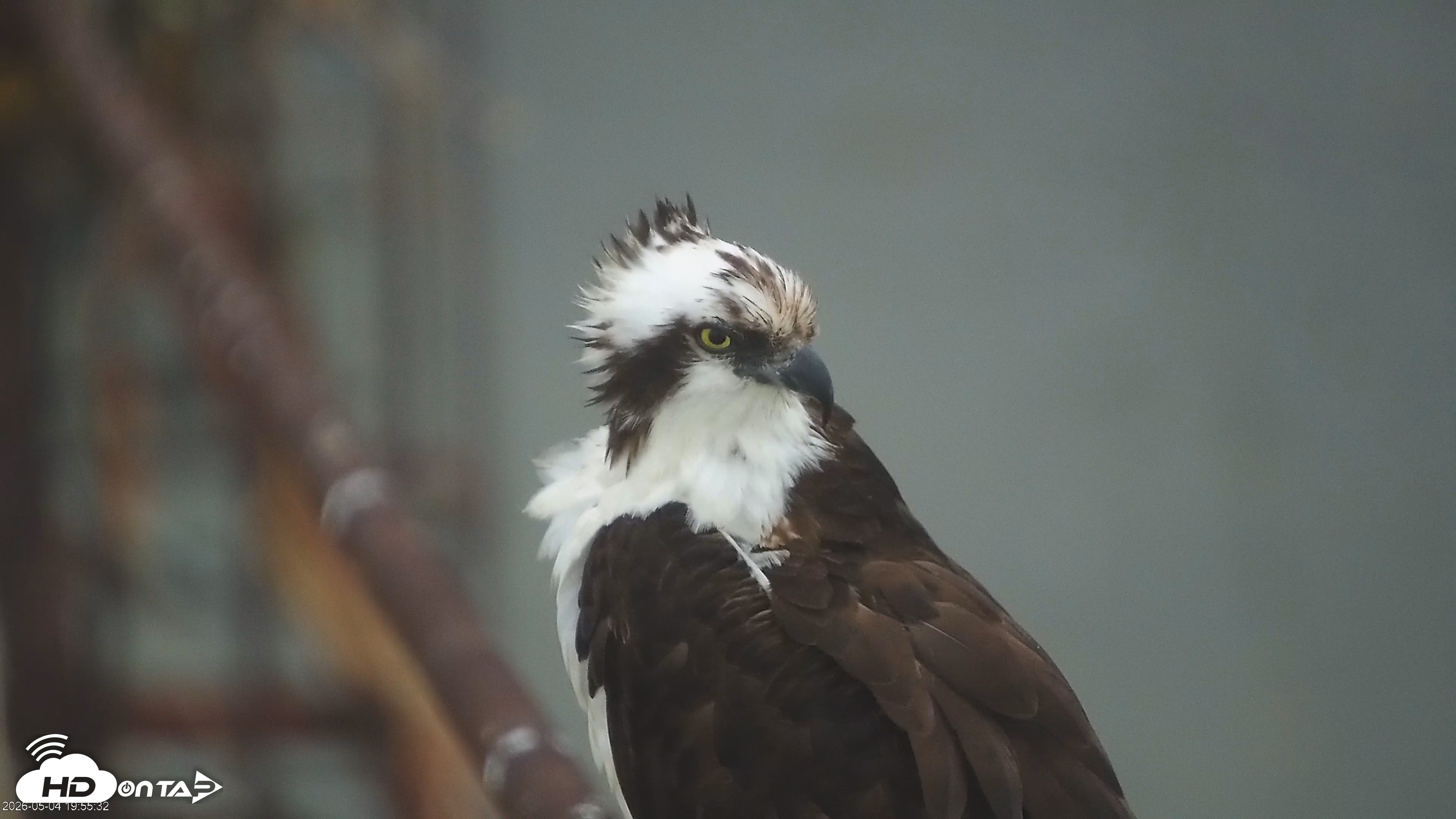 Snapshot of Golden Gate Ospreys Live Crane Cam taken May 4, 2026, 7:57pm PDT
