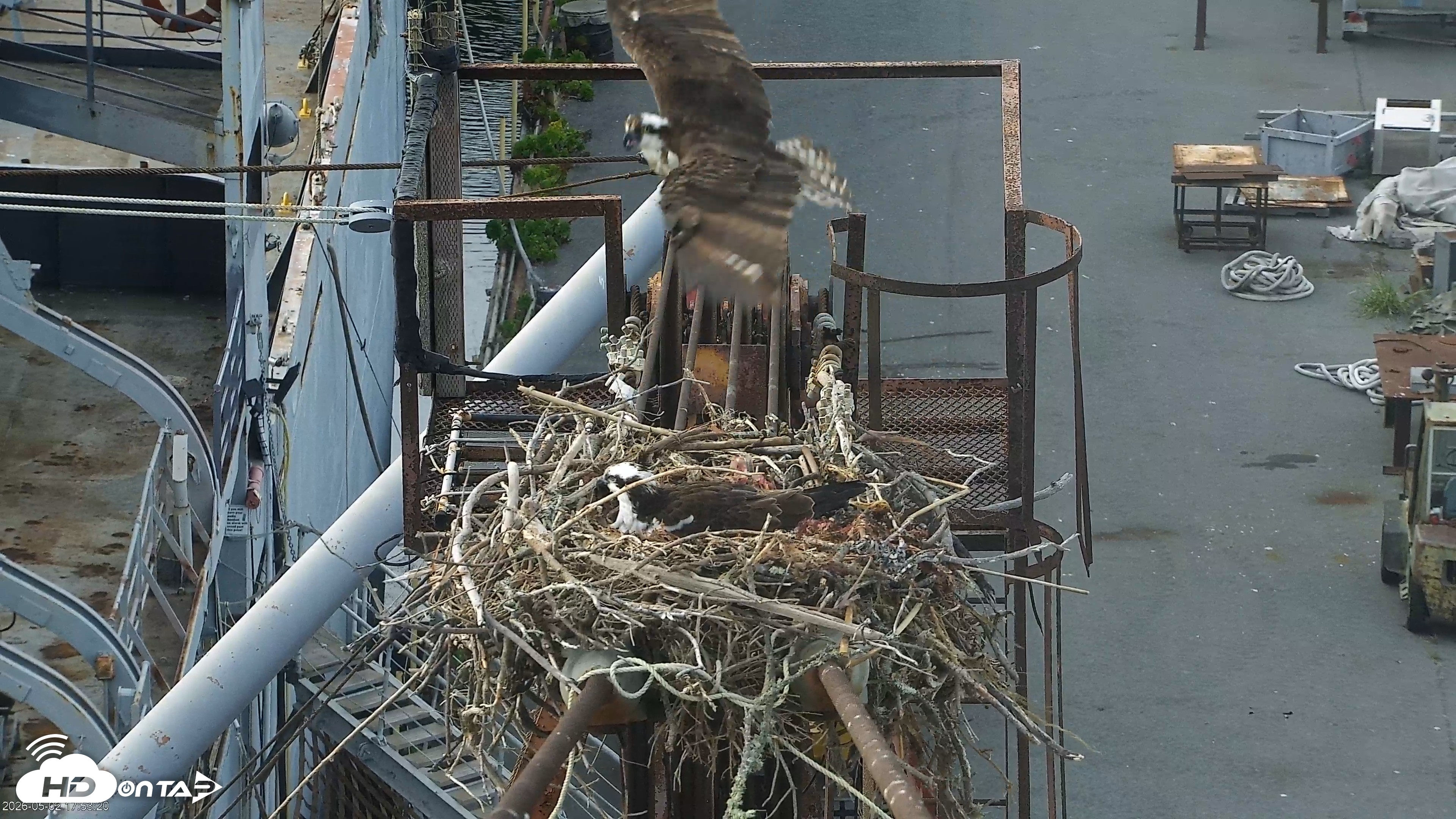Snapshot of Golden Gate Ospreys Live Crane Cam taken May 2, 2026, 5:54pm PDT