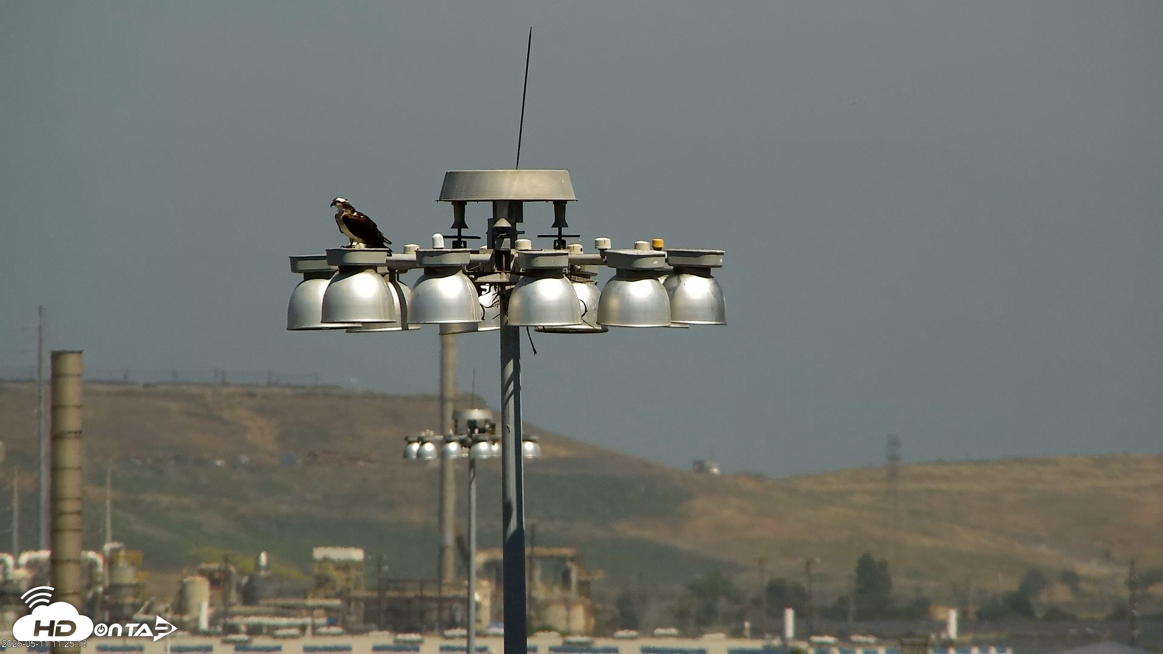 Snapshot of Golden Gate Ospreys Live Crane Cam taken May 11, 2026, 11:26am PDT