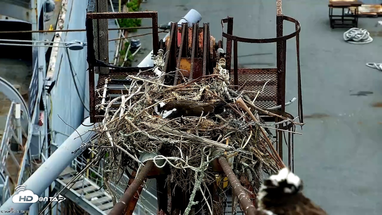 Snapshot of Golden Gate Ospreys Live Crane Cam taken Apr 25, 2026, 11:55am PDT