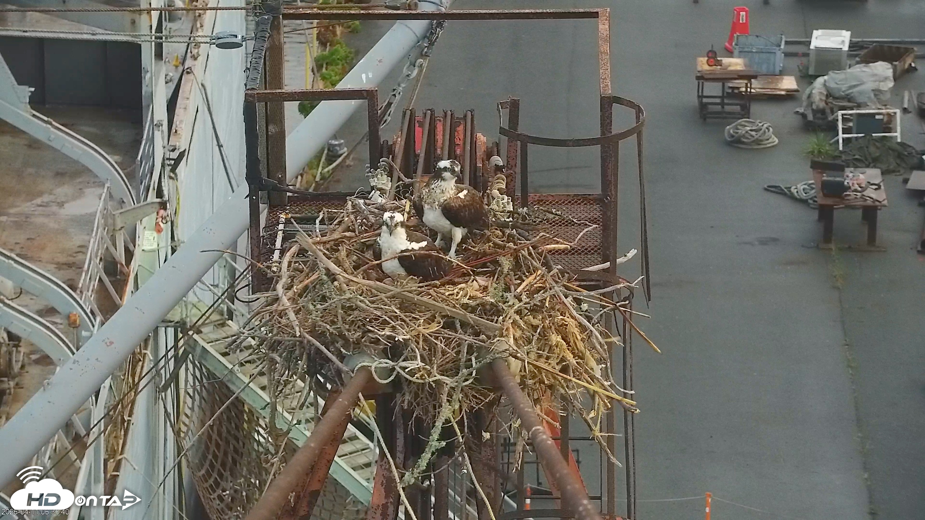Snapshot of Golden Gate Ospreys Live Crane Cam taken Apr 11, 2026, 6:36am PDT