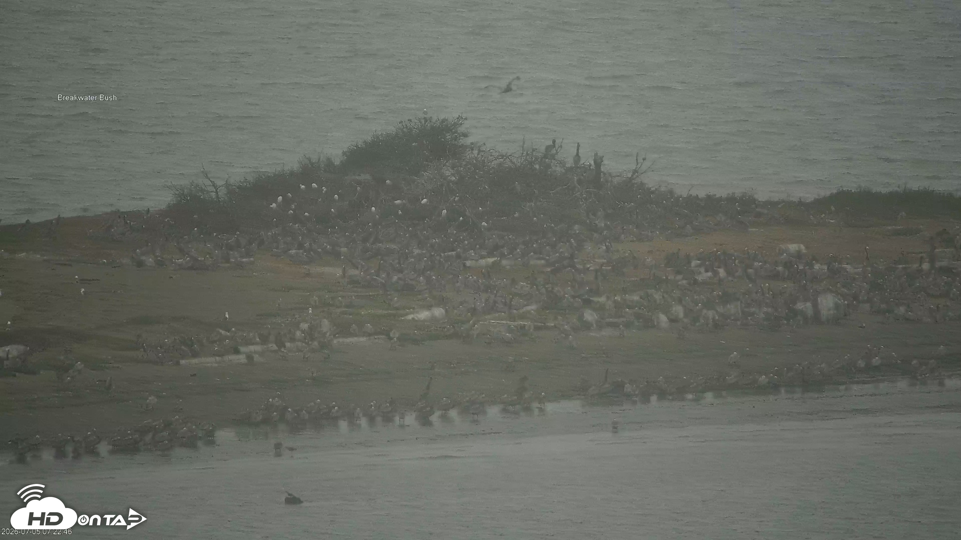 Snapshot of Golden Gate Ospreys Live Crane Cam taken Jul 5, 2026, 7:23am PDT