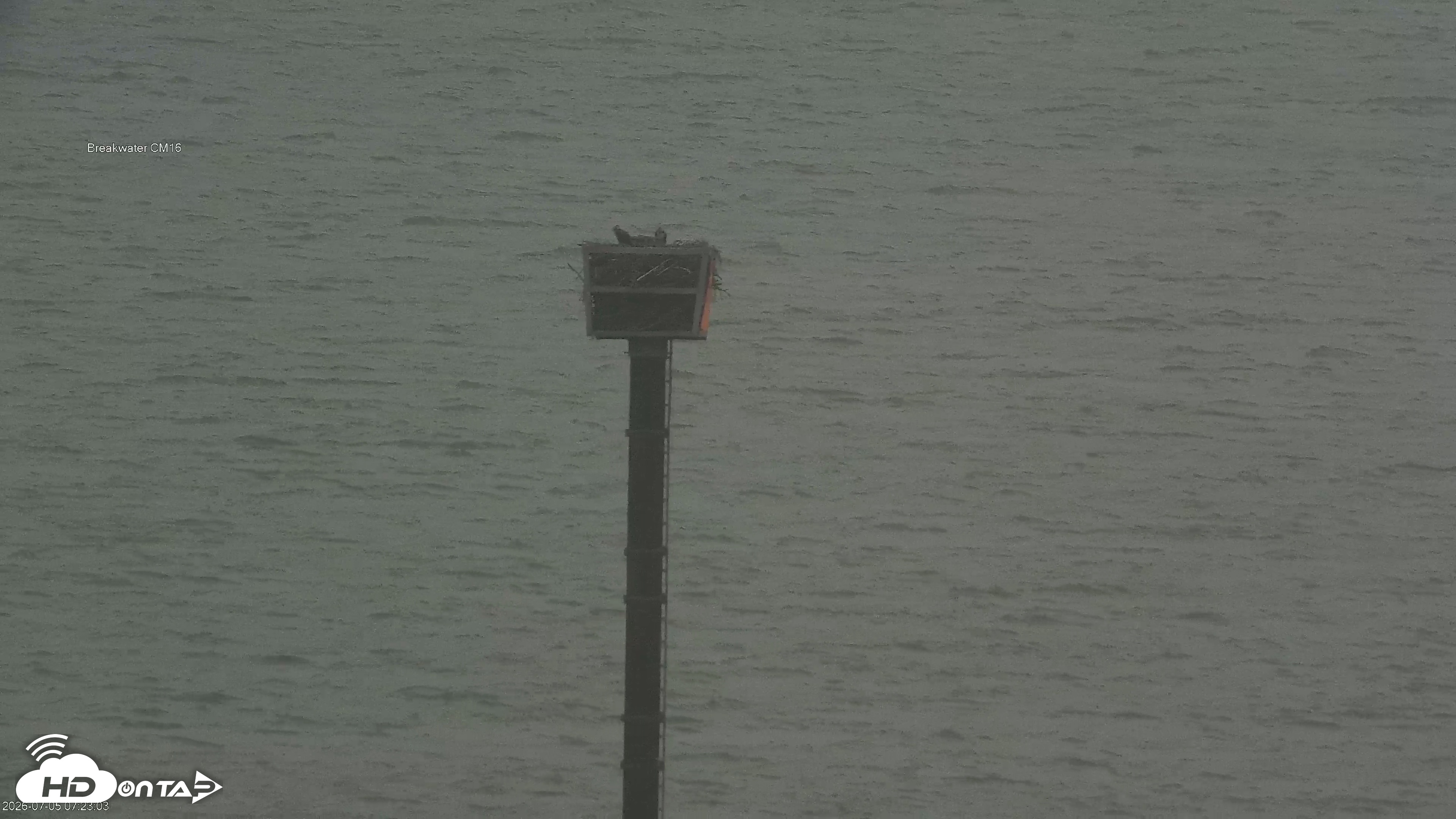 Snapshot of Golden Gate Ospreys Live Crane Cam taken Jul 5, 2026, 7:23am PDT