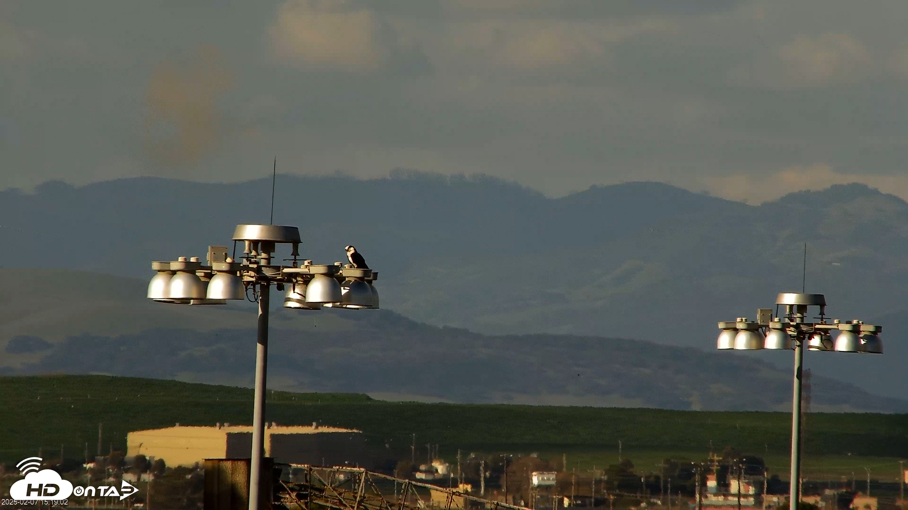 Snapshot of Golden Gate Ospreys Live Crane Cam taken Feb 7, 2025, 3:19pm PST
