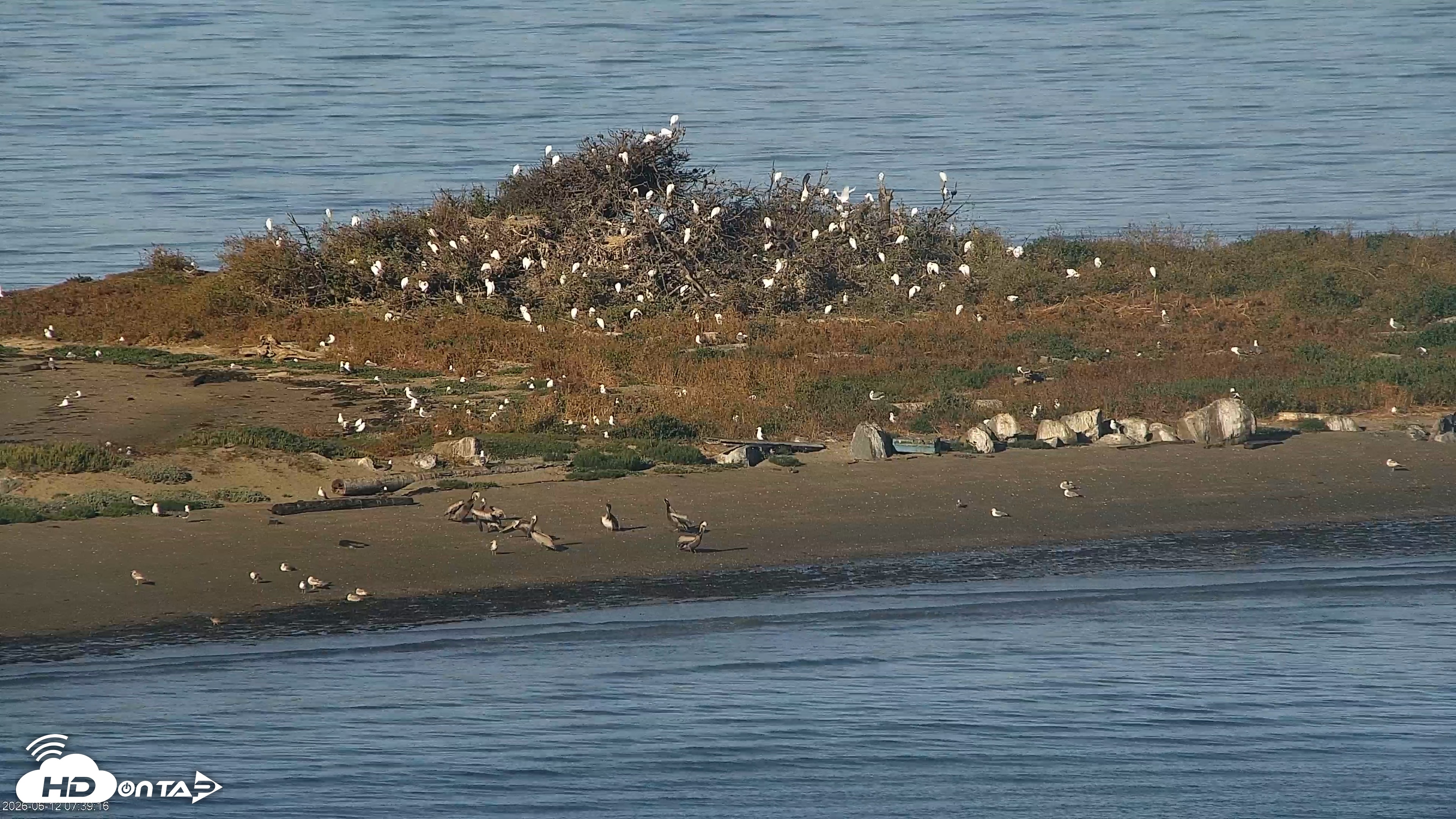 Snapshot of Golden Gate Ospreys Live Crane Cam taken Jun 12, 2026, 7:39am PDT