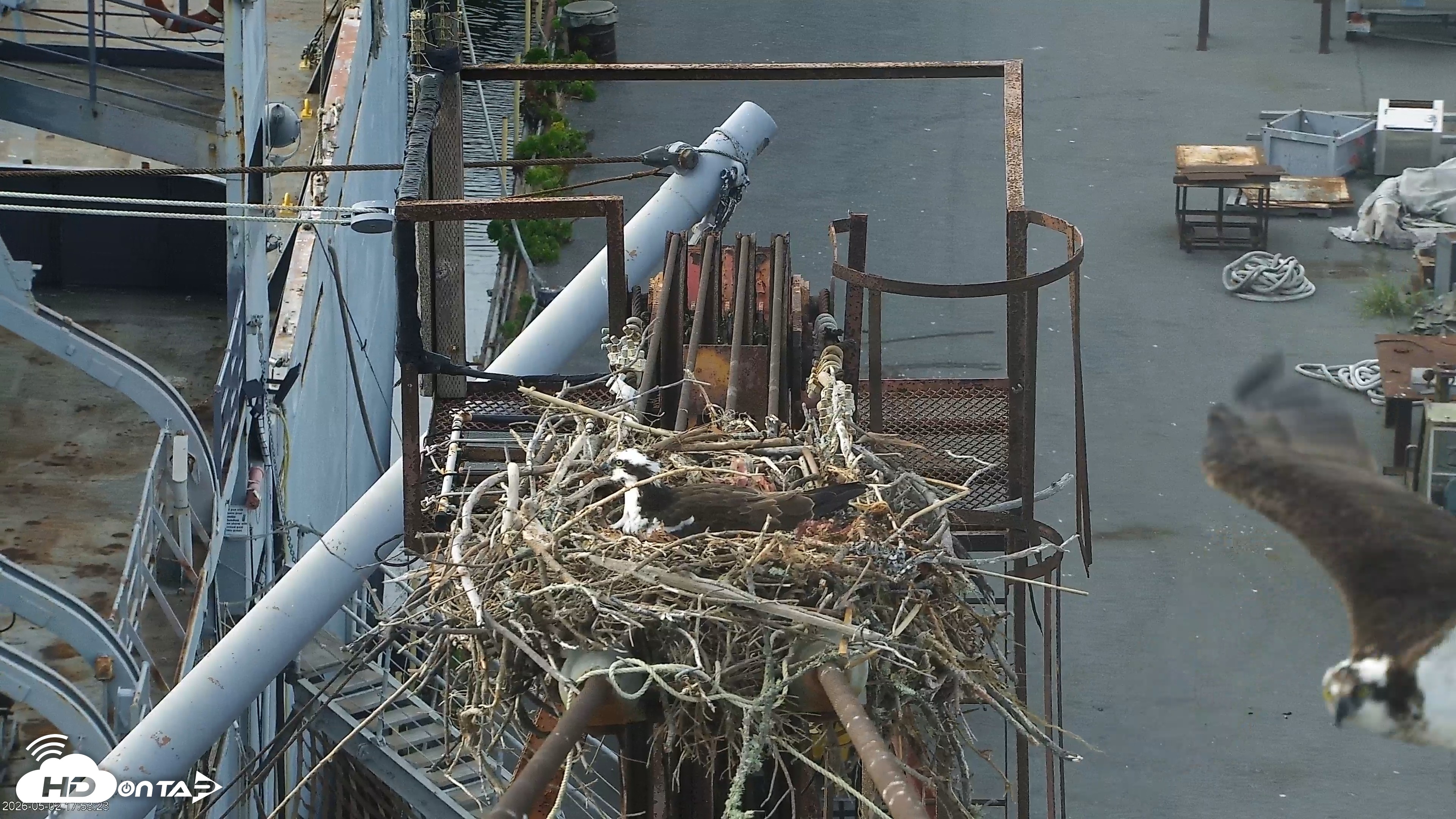 Snapshot of Golden Gate Ospreys Live Crane Cam taken May 2, 2026, 5:54pm PDT