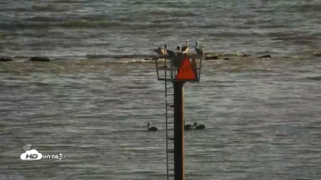 Snapshot of Golden Gate Ospreys Live Crane Cam taken Oct 5, 2026, 5:35pm PDT