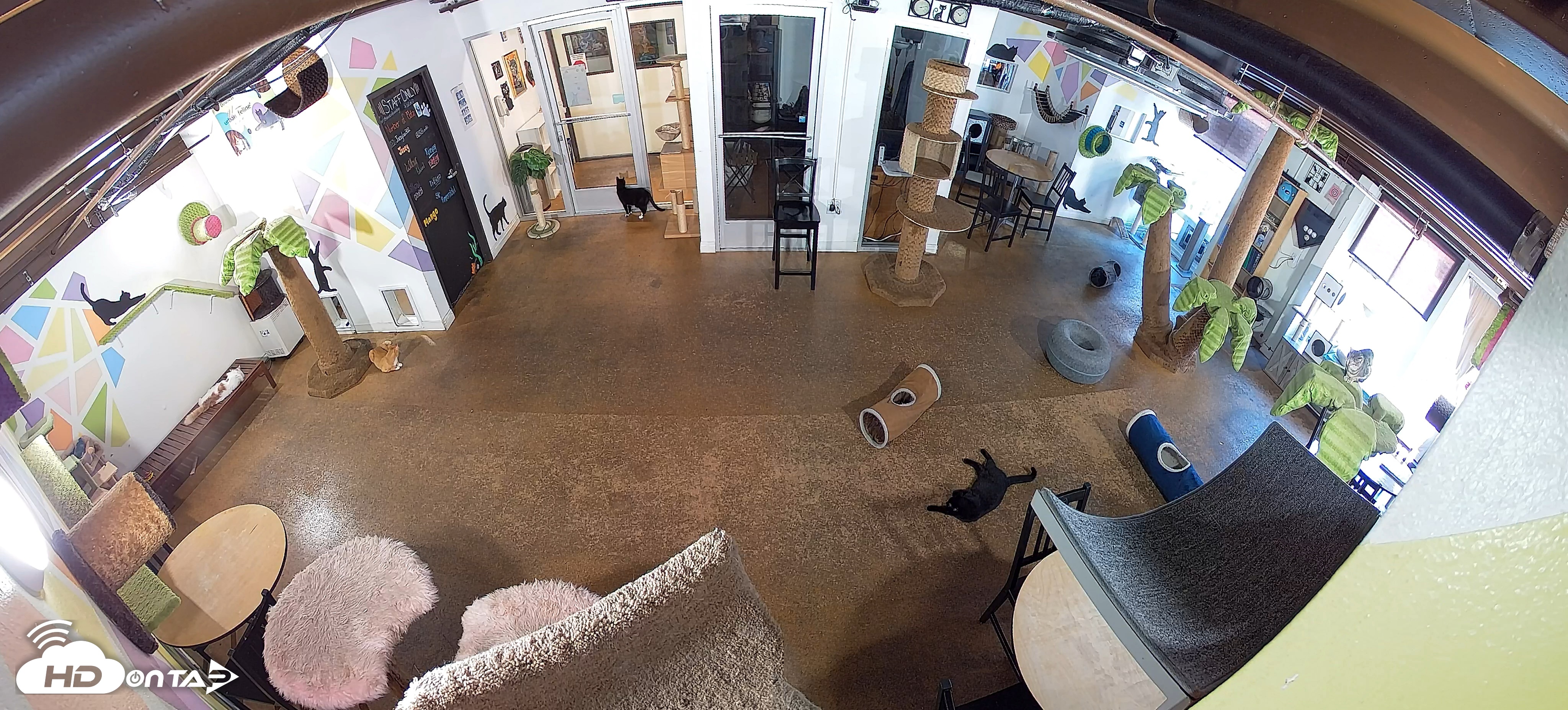 Snapshot of Cat Cafe San Diego Live Webcam taken Jun 26, 2026, 10:01am PDT