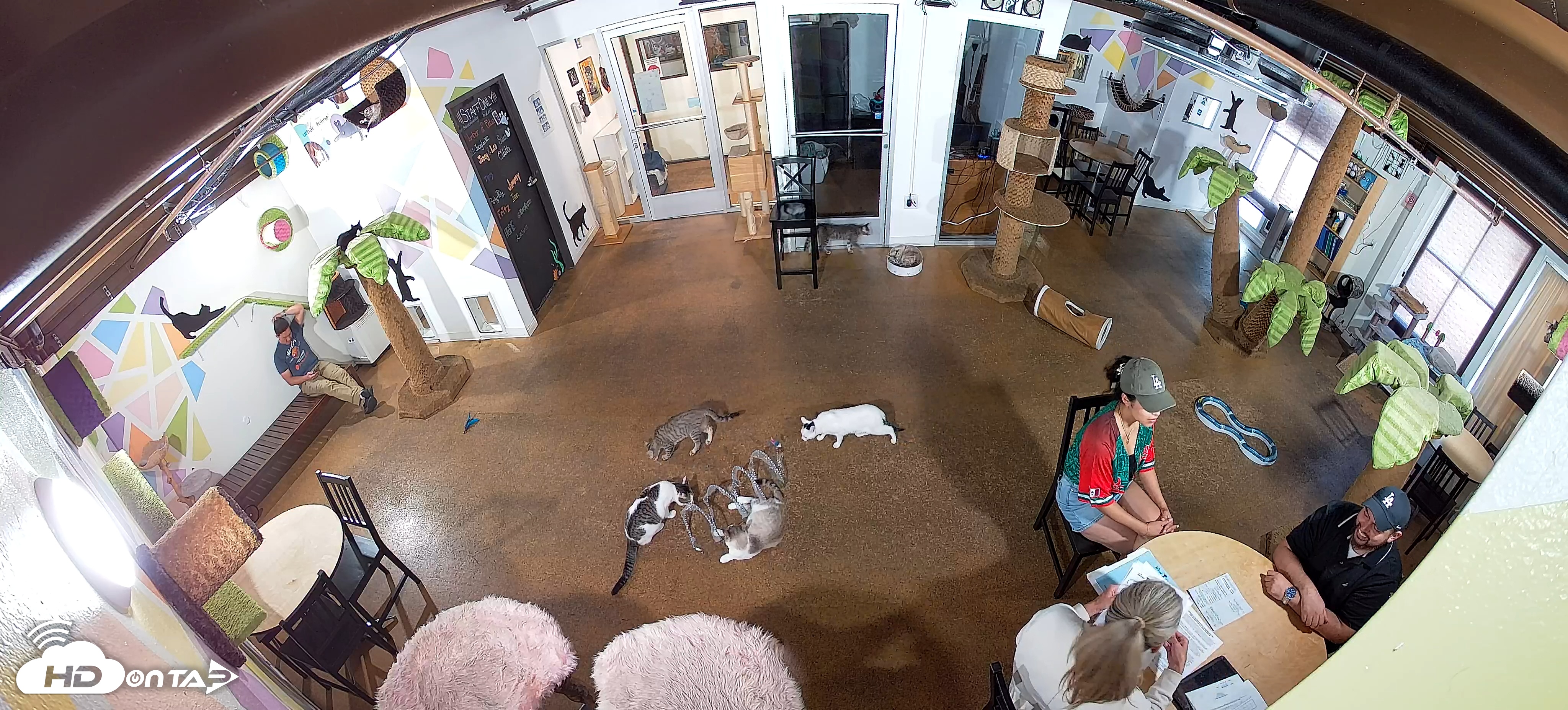 Snapshot of Cat Cafe San Diego Live Webcam taken Jun 15, 2025, 4:53pm PDT