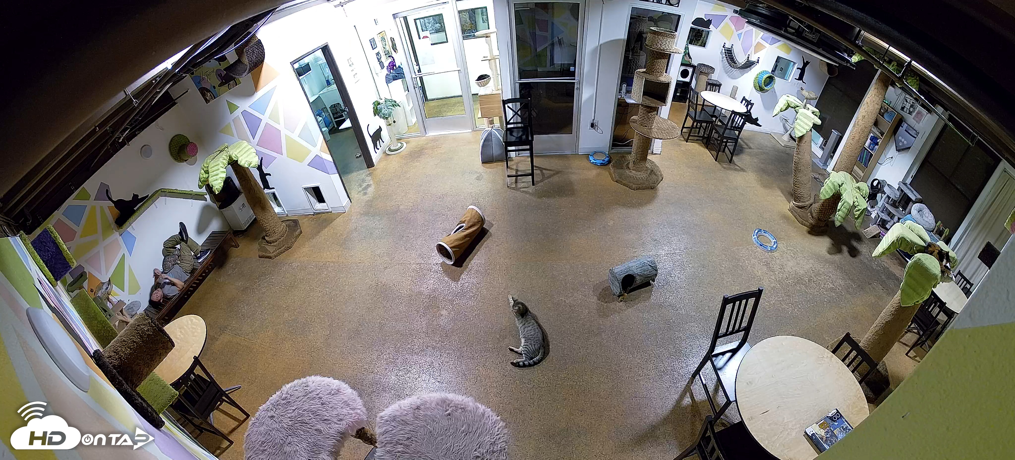 Snapshot of Cat Cafe San Diego Live Webcam taken Dec 8, 2025, 7:03pm PST
