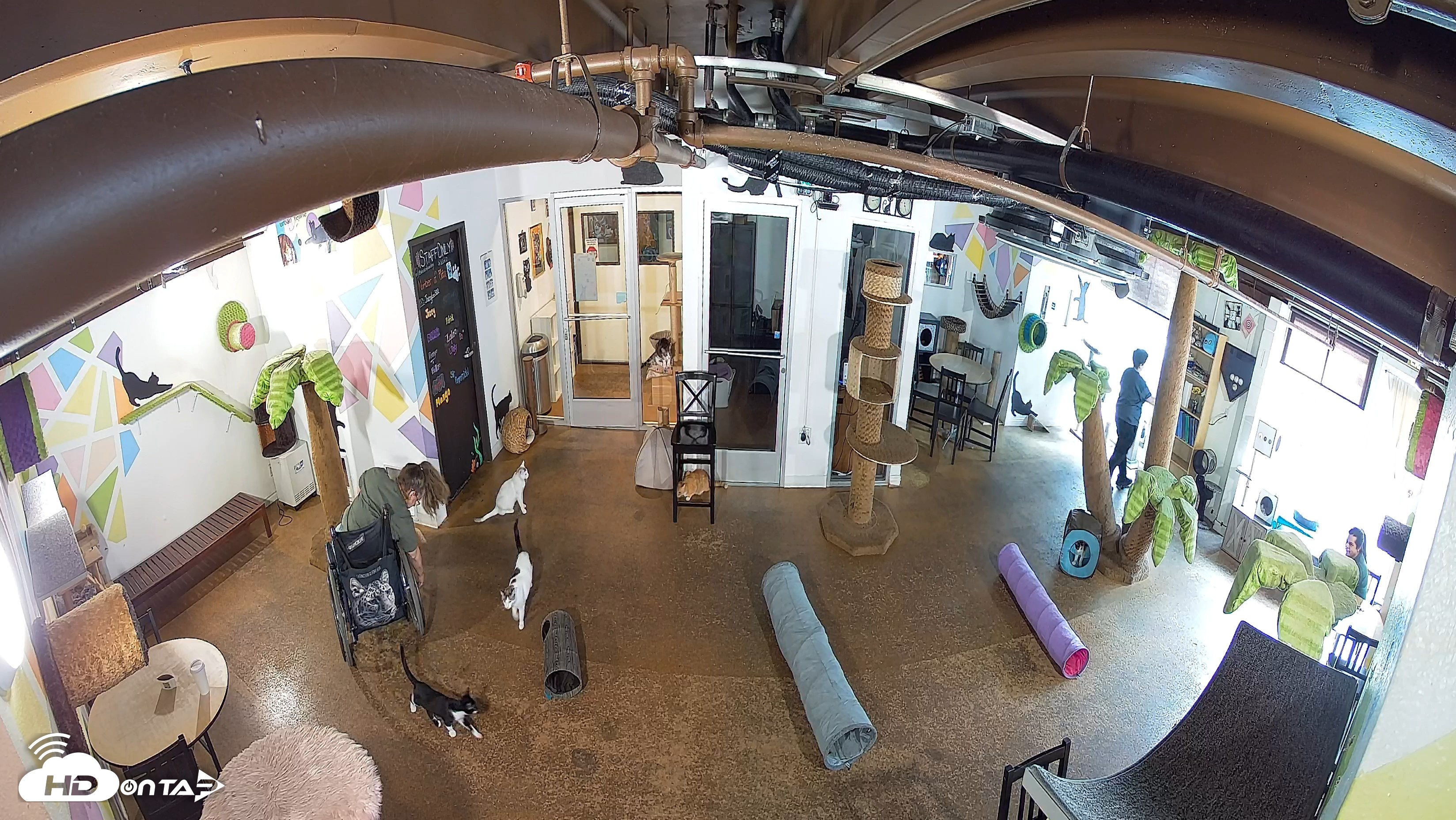 Snapshot of Cat Cafe San Diego Live Webcam taken Sep 9, 2026, 11:19am PDT