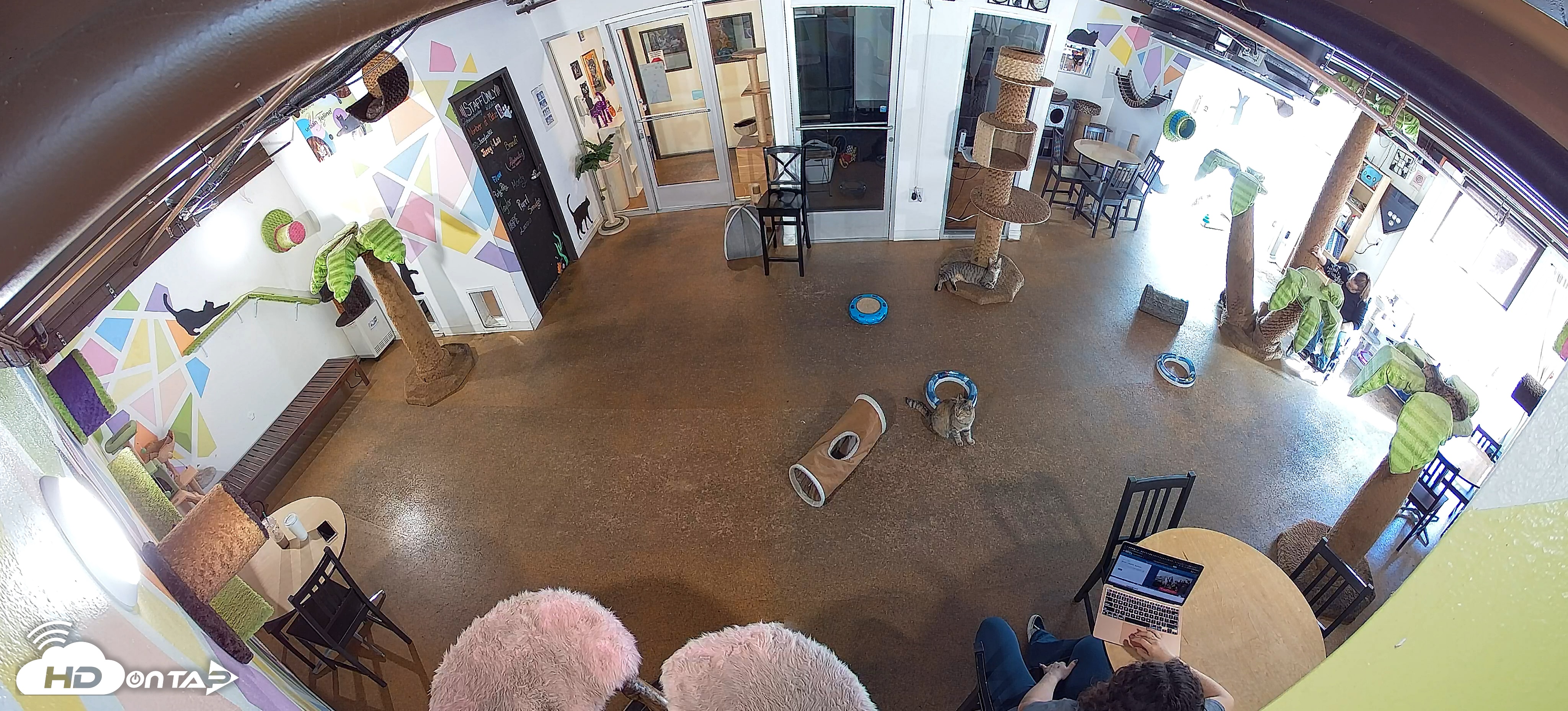 Snapshot of Cat Cafe San Diego Live Webcam taken Oct 29, 2025, 2:33pm PDT