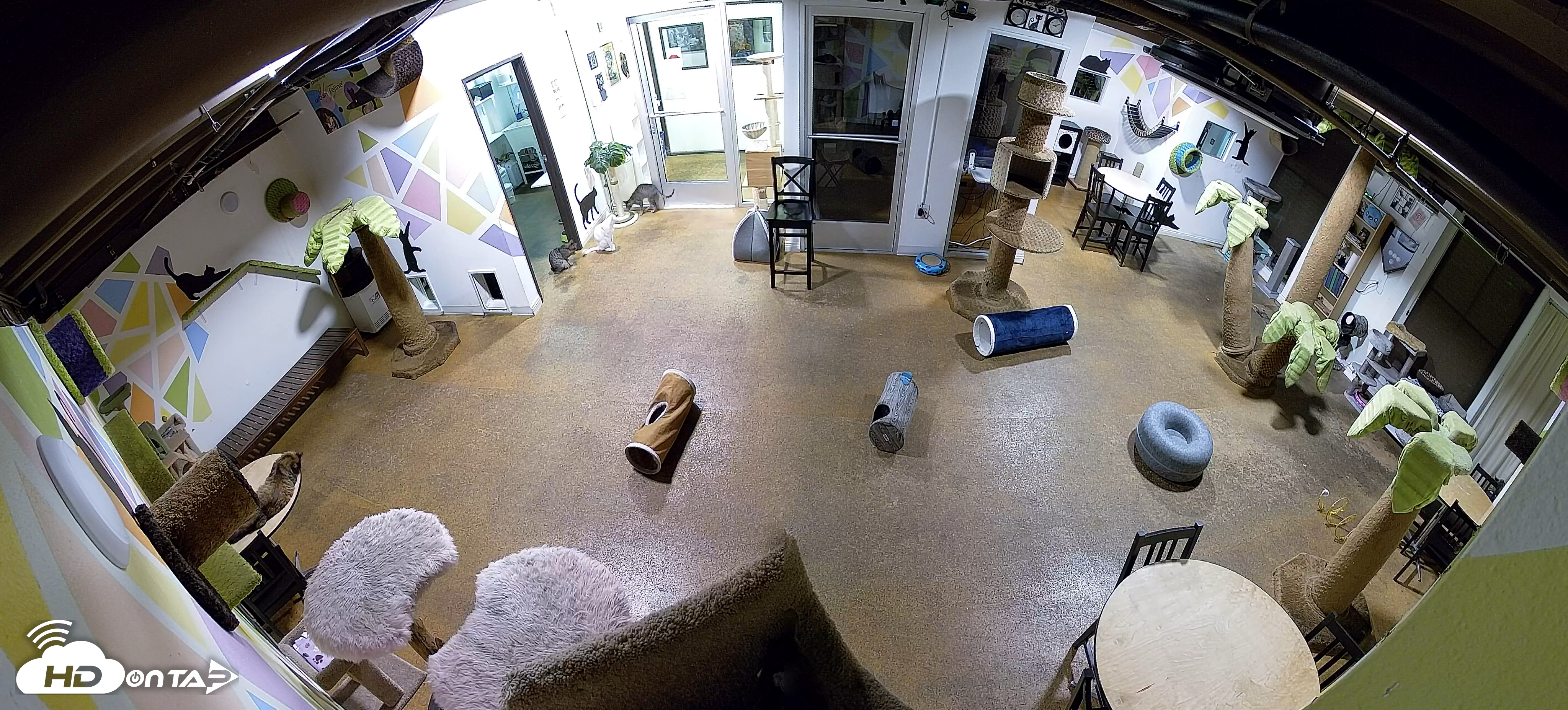 Snapshot of Cat Cafe San Diego Live Webcam taken Feb 6, 2026, 8:03pm PST