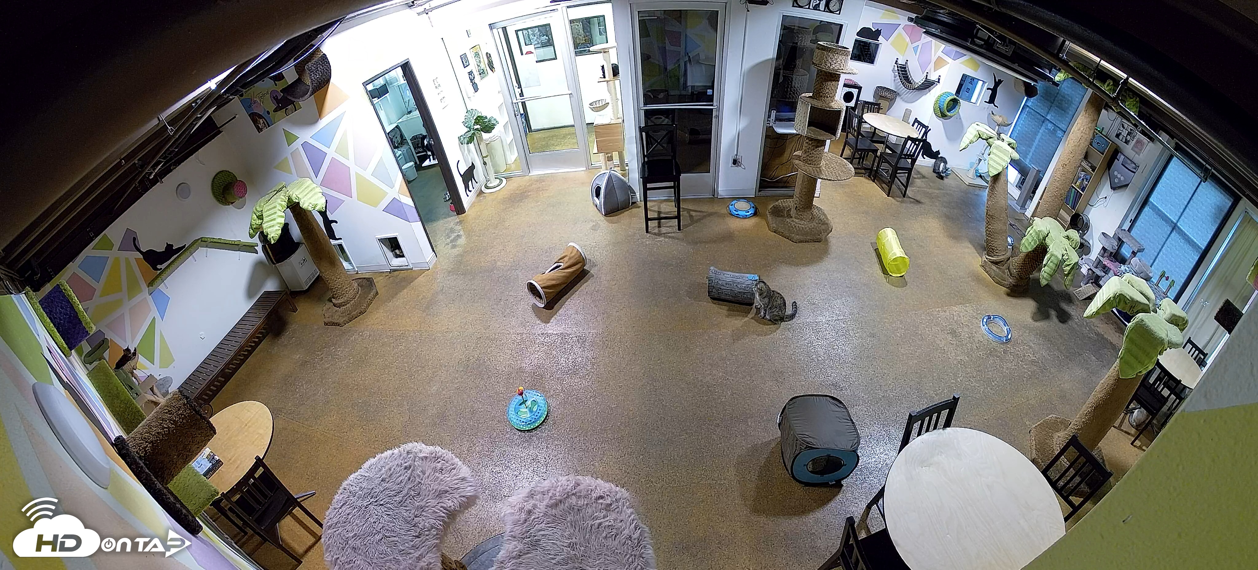 Snapshot of Cat Cafe San Diego Live Webcam taken Sep 25, 2025, 7:00am PDT