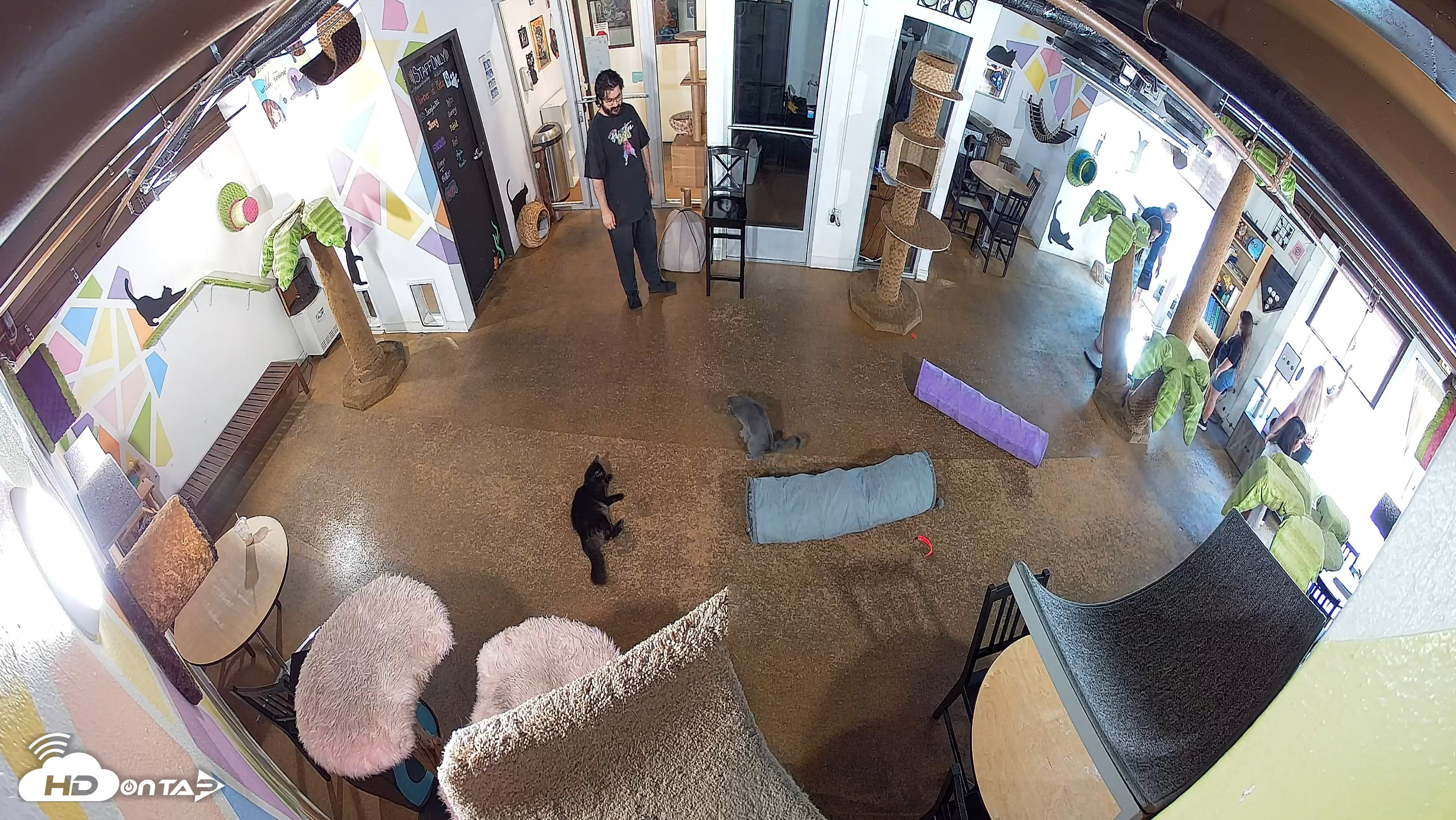 Snapshot of Cat Cafe San Diego Live Webcam taken Oct 20, 2026, 10:17am PDT