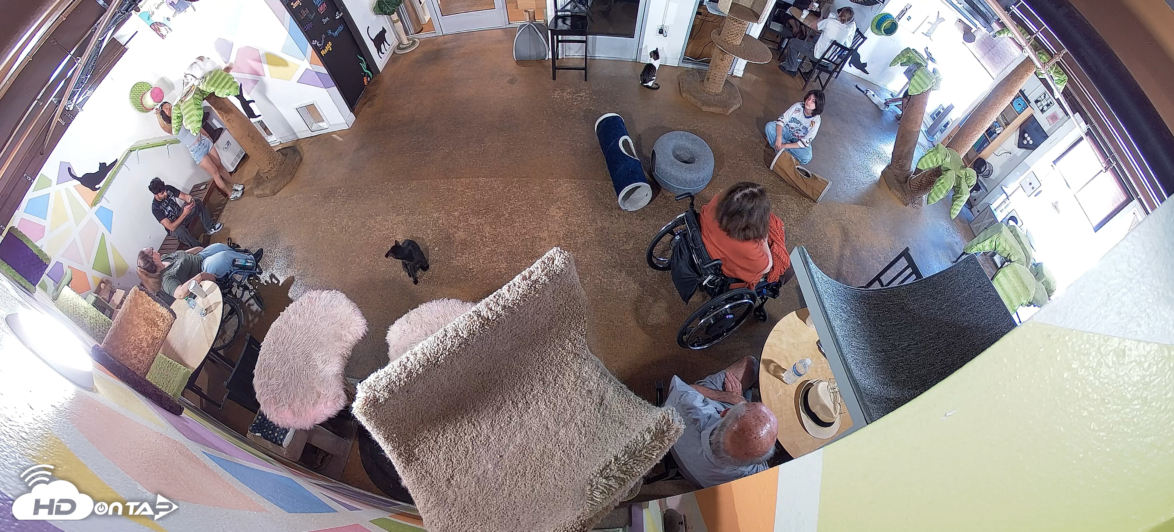 Snapshot of Cat Cafe San Diego Live Webcam taken Jun 17, 2026, 3:23pm PDT