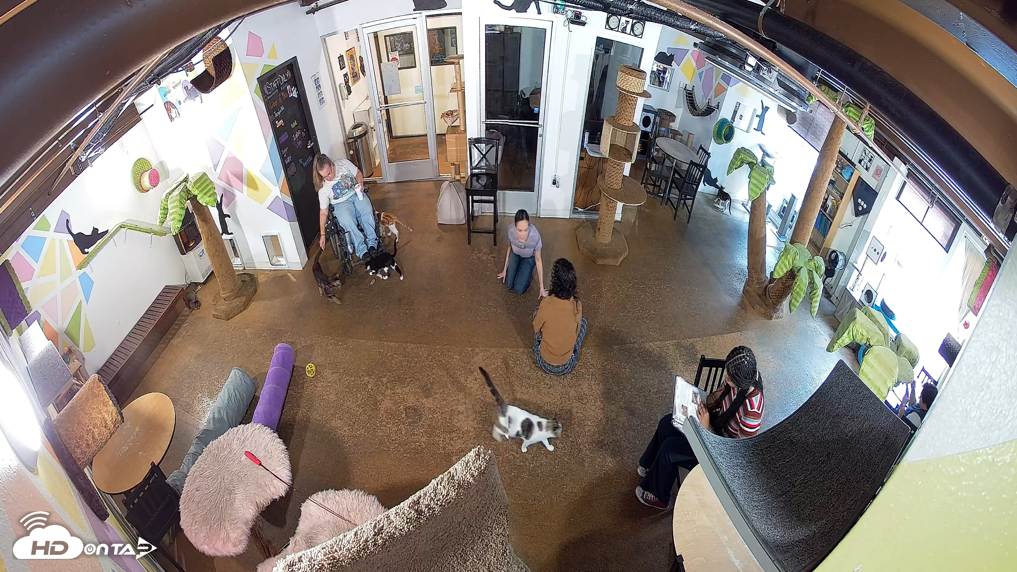 Snapshot of Cat Cafe San Diego Live Webcam taken Sep 16, 2026, 9:32am PDT