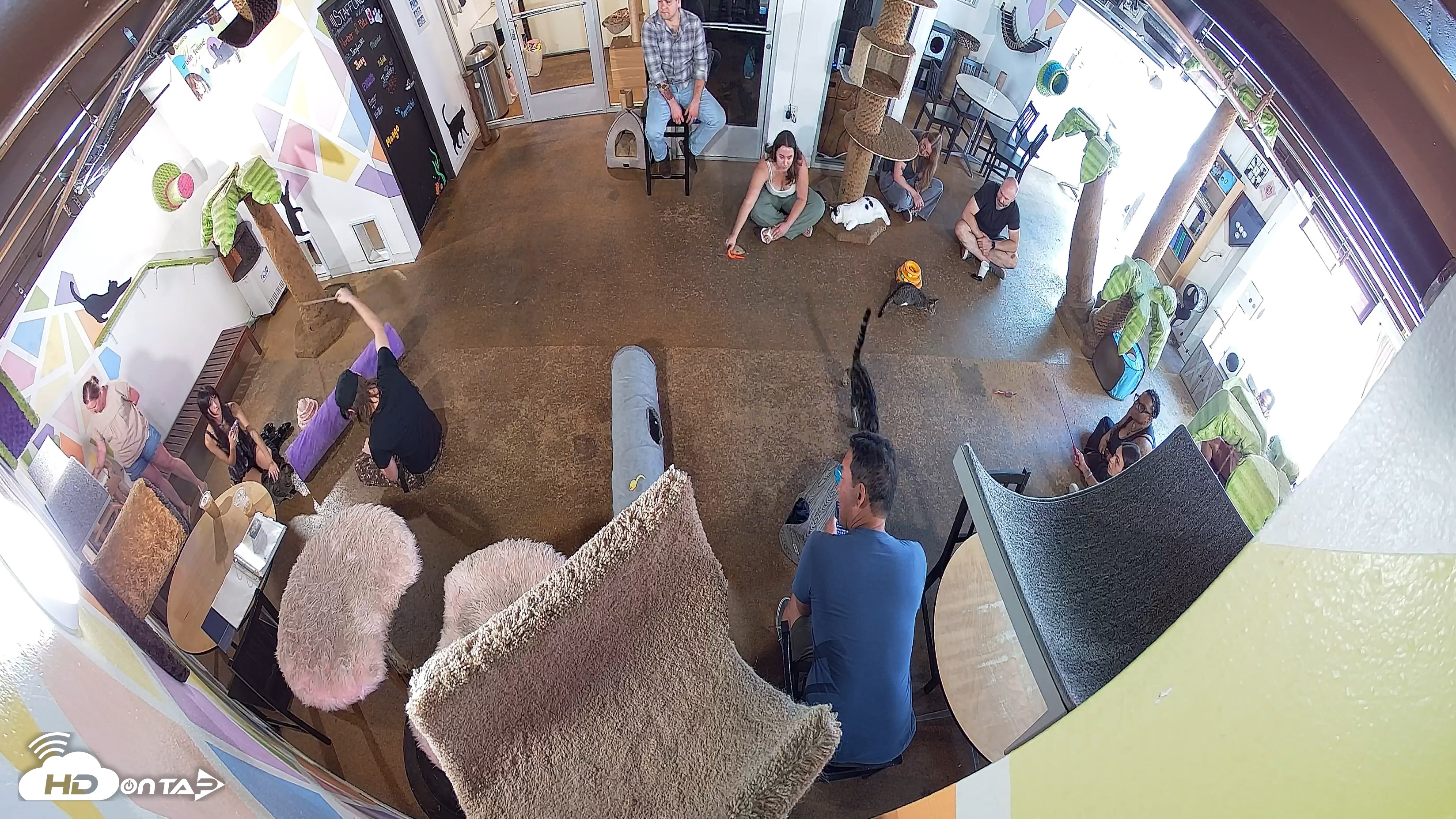 Snapshot of Cat Cafe San Diego Live Webcam taken Aug 20, 2026, 11:40am PDT