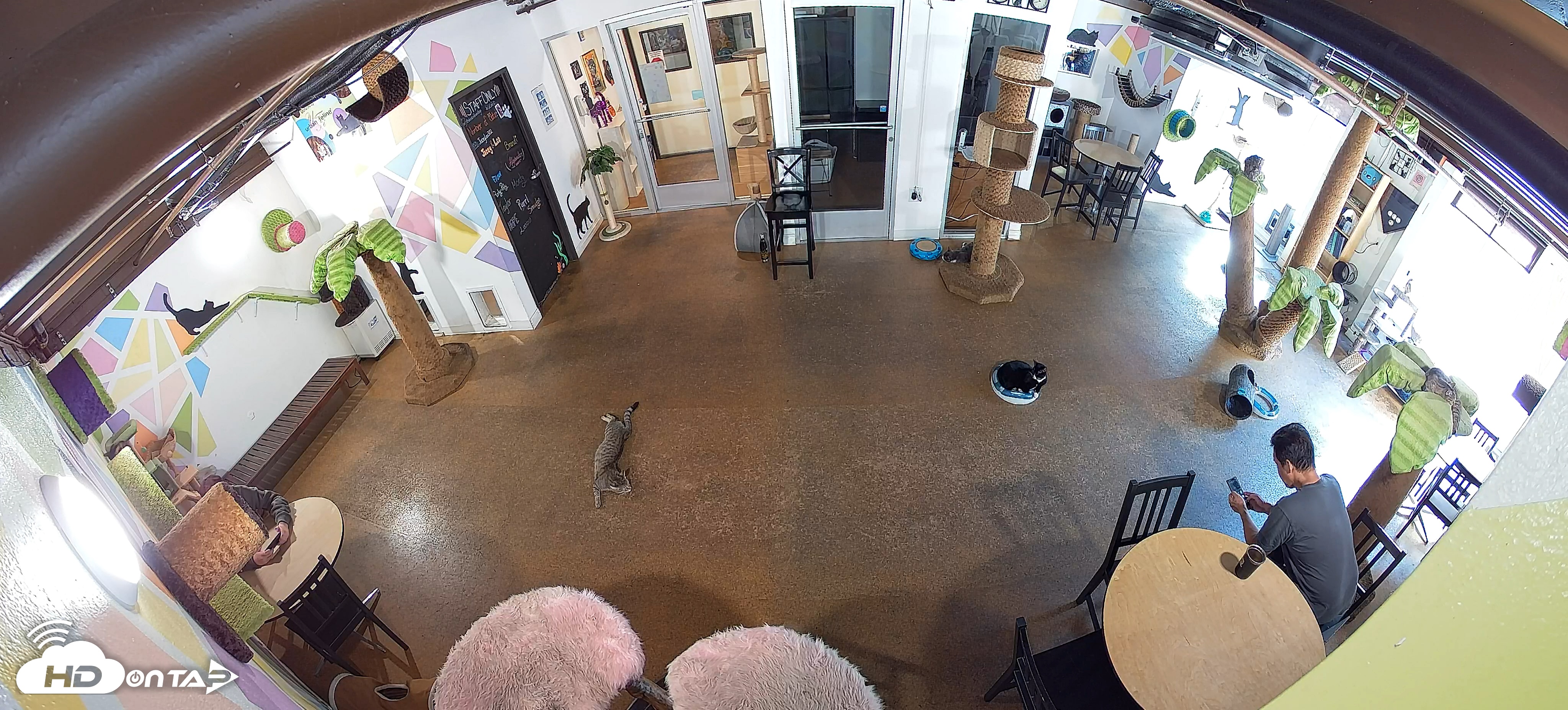 Snapshot of Cat Cafe San Diego Live Webcam taken Oct 28, 2025, 10:37am PDT