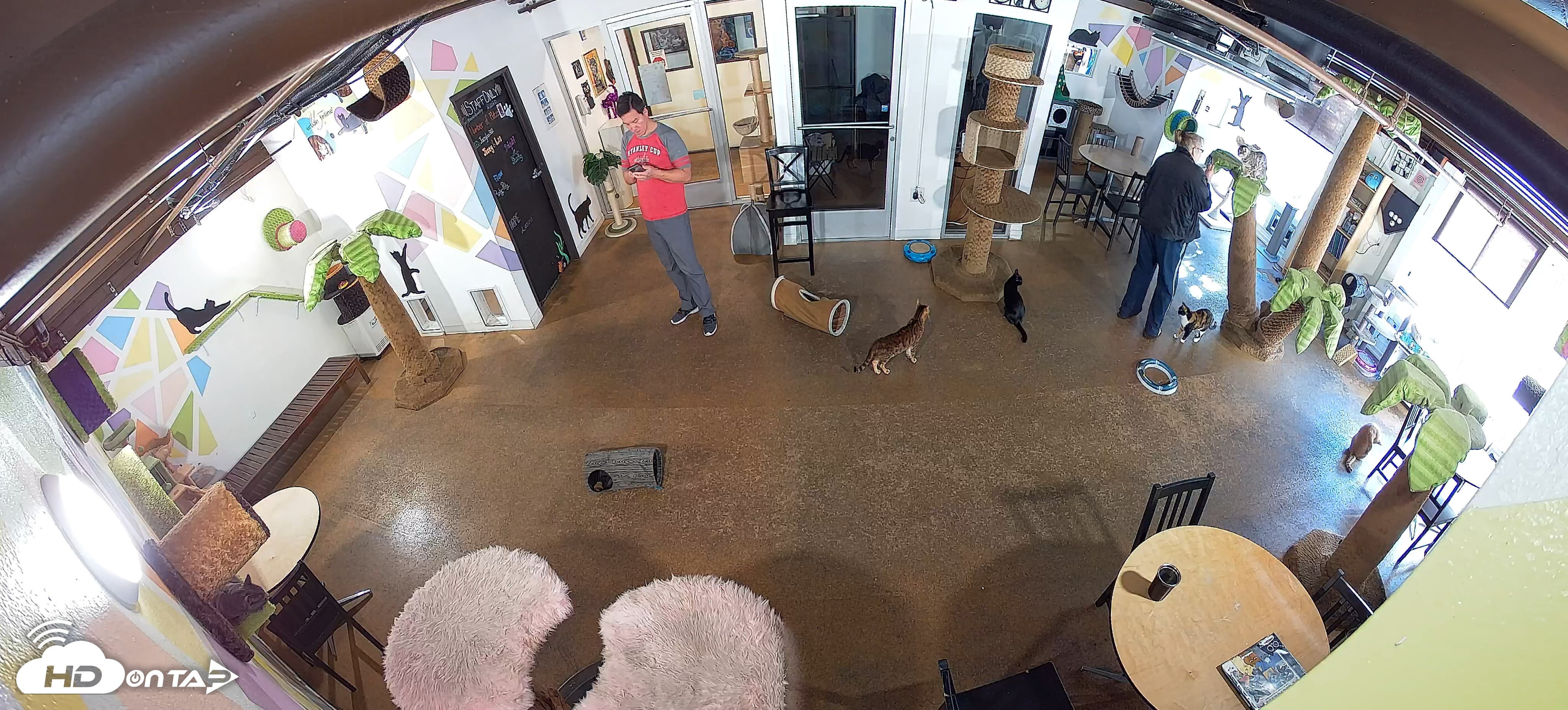 Snapshot of Cat Cafe San Diego Live Webcam taken Dec 5, 2025, 10:03am PST