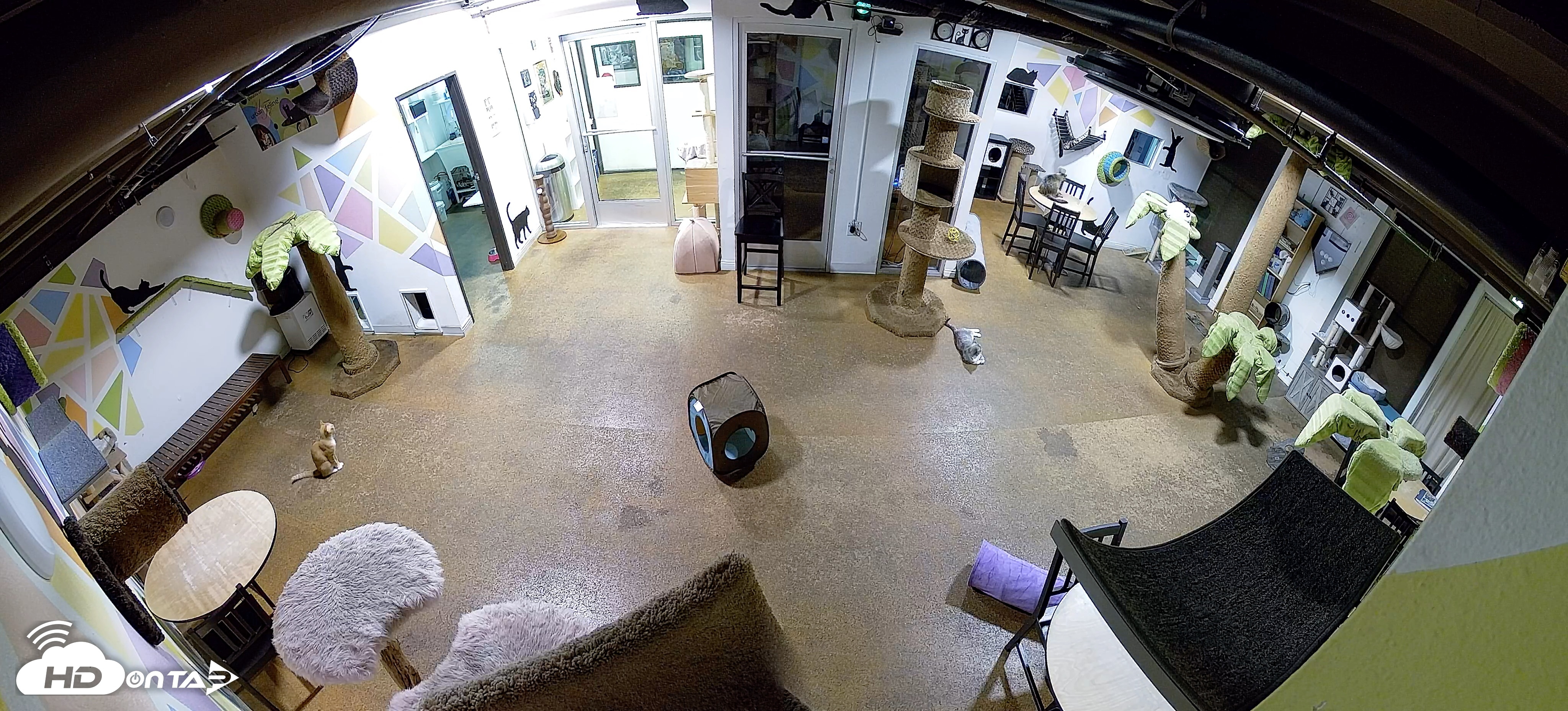 Snapshot of Cat Cafe San Diego Live Webcam taken Jul 26, 2026, 1:01am PDT