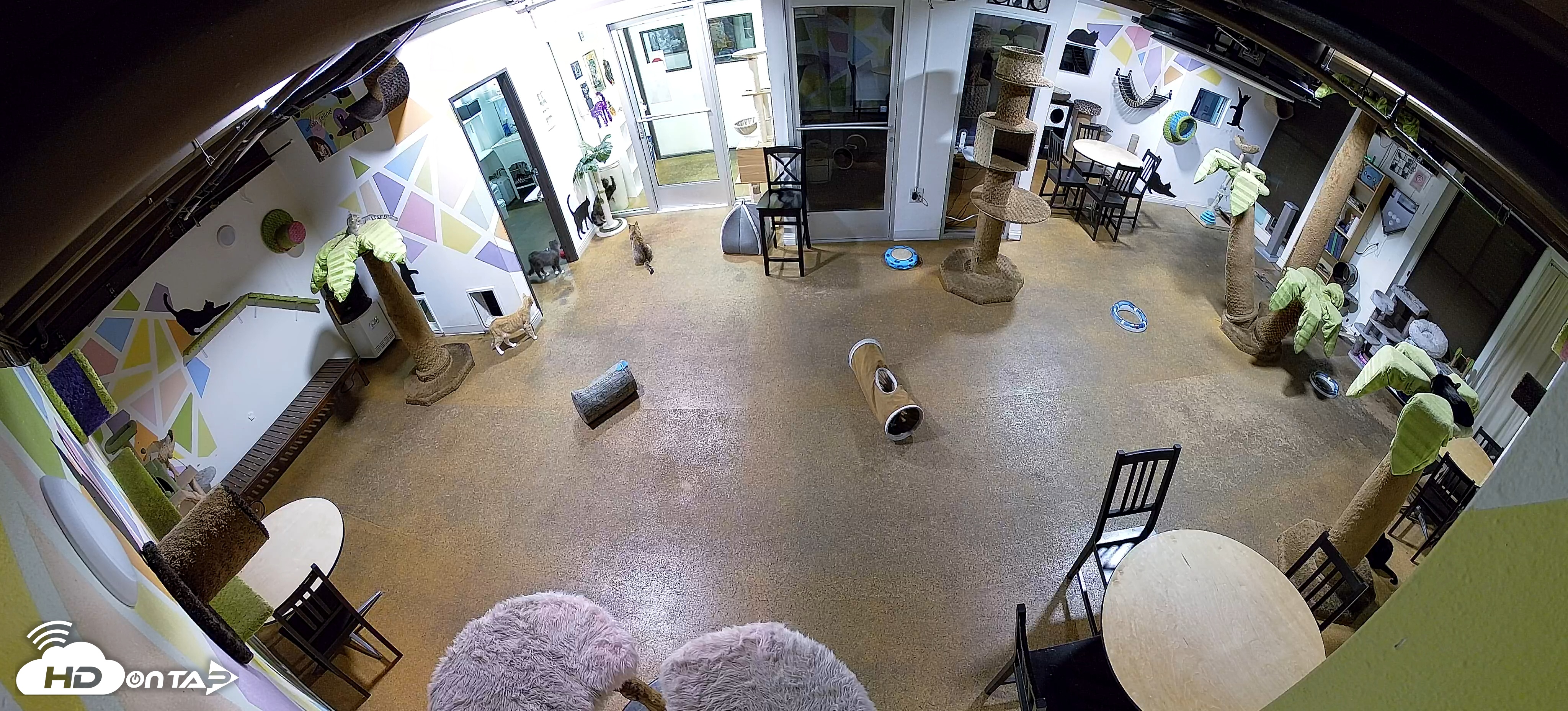 Snapshot of Cat Cafe San Diego Live Webcam taken Oct 30, 2025, 12:23am PDT
