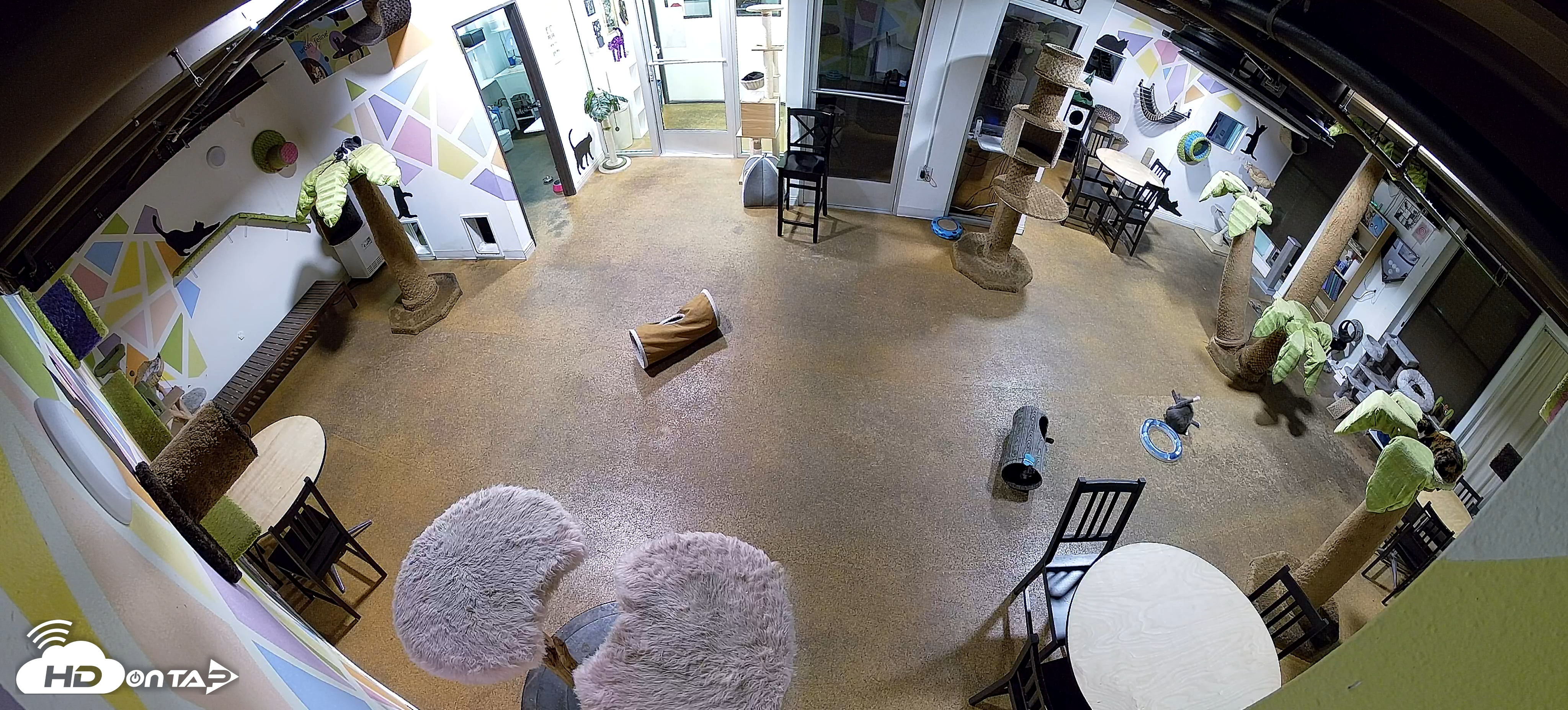 Snapshot of Cat Cafe San Diego Live Webcam taken Dec 24, 2025, 12:15am PST