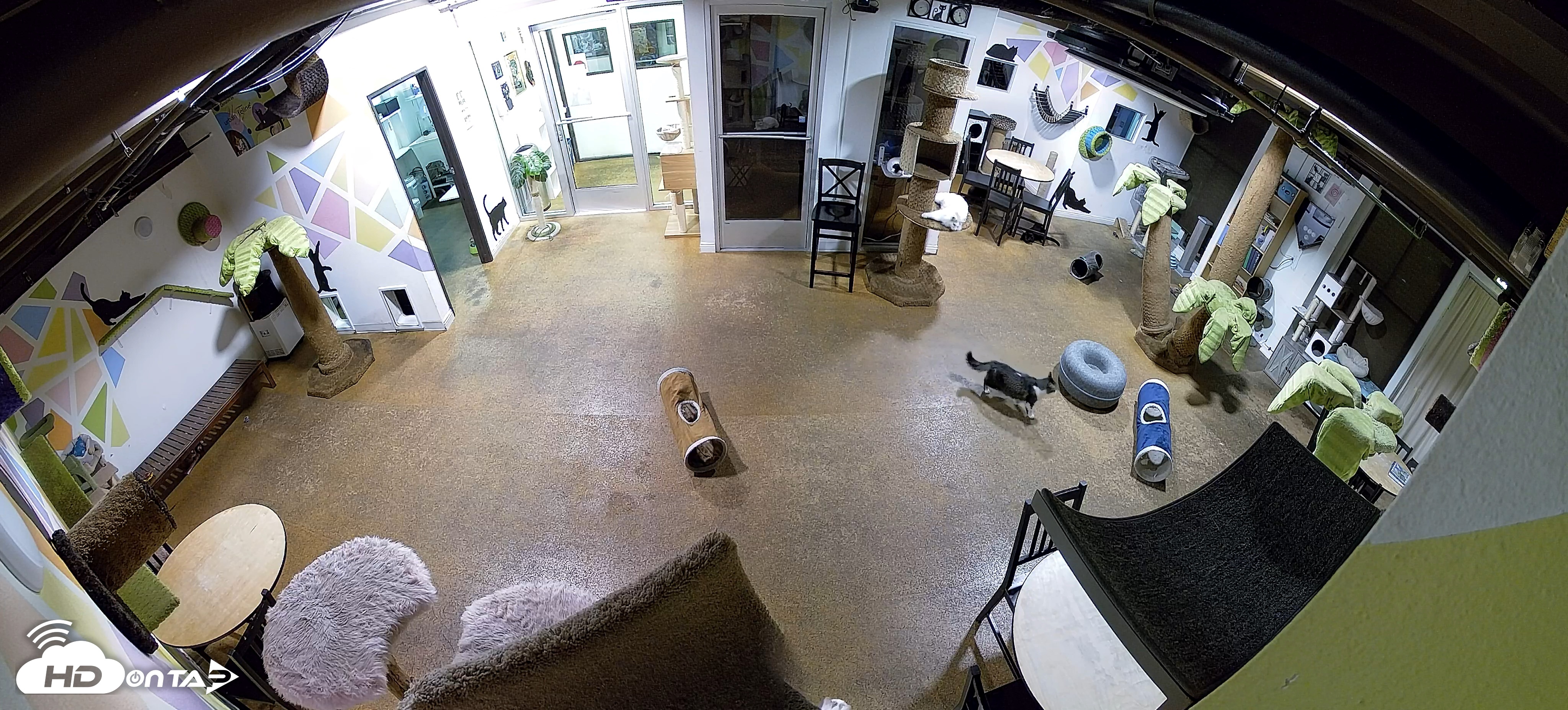 Snapshot of Cat Cafe San Diego Live Webcam taken Jun 25, 2026, 11:18pm PDT