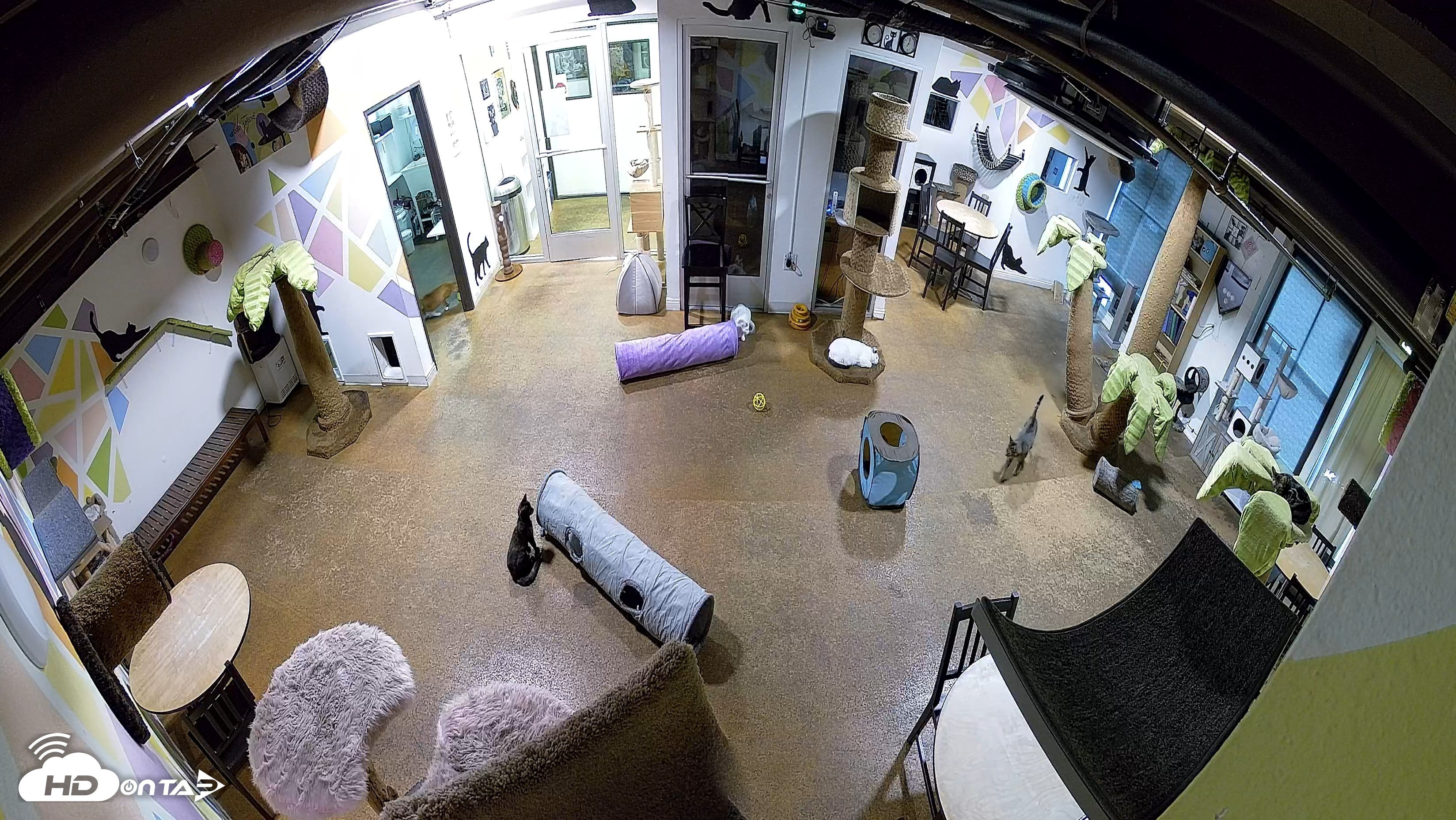 Snapshot of Cat Cafe San Diego Live Webcam taken Aug 14, 2026, 6:55am PDT