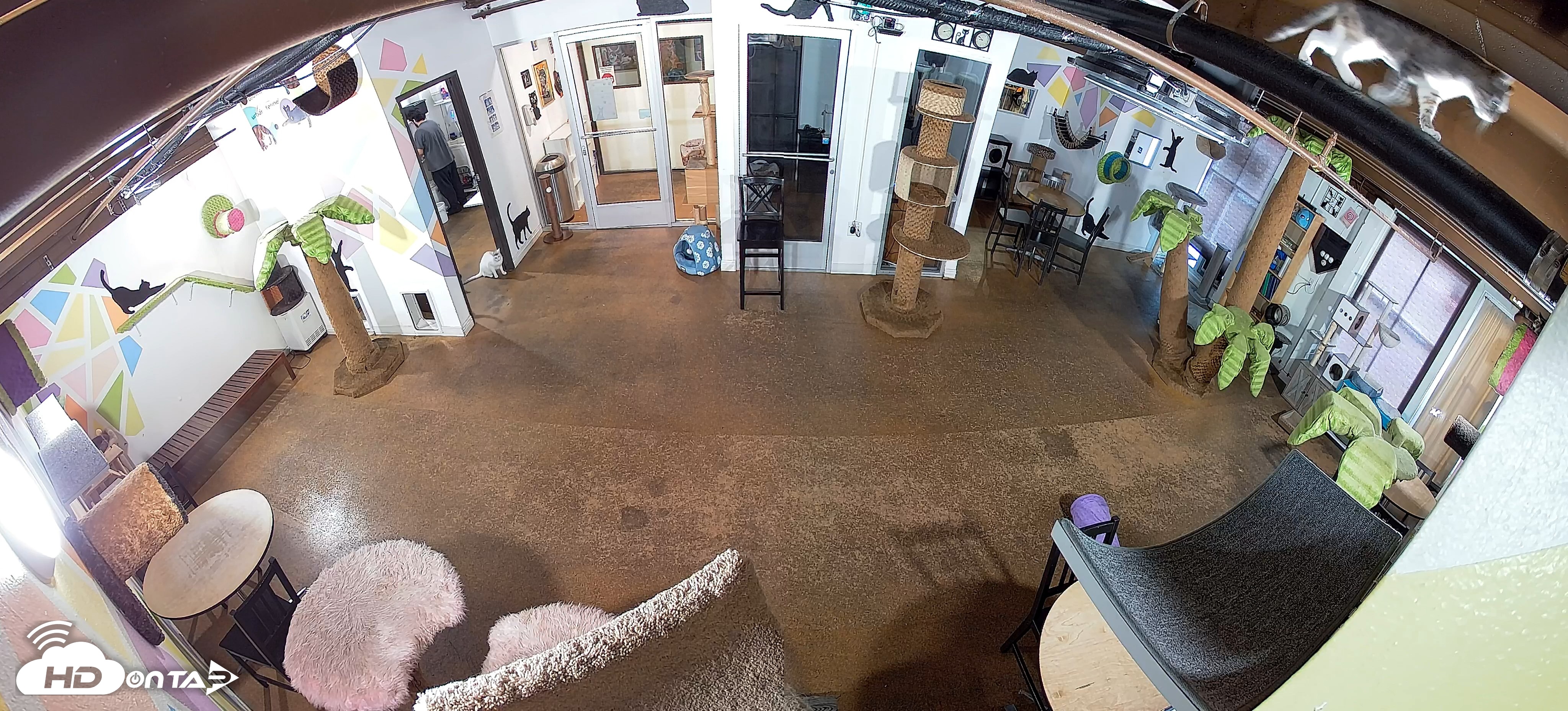 Snapshot of Cat Cafe San Diego Live Webcam taken Jul 13, 2026, 8:46am PDT