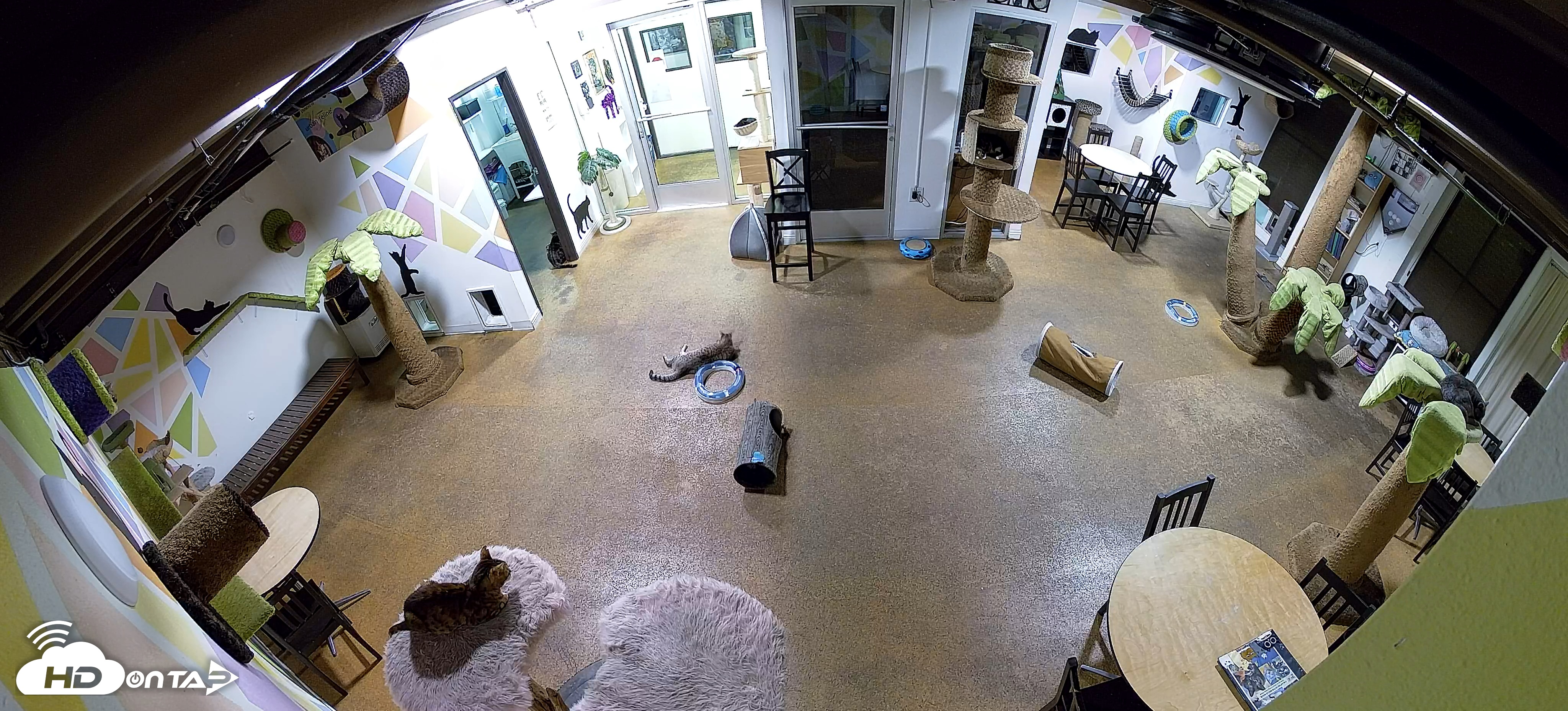 Snapshot of Cat Cafe San Diego Live Webcam taken Dec 3, 2025, 7:38pm PST