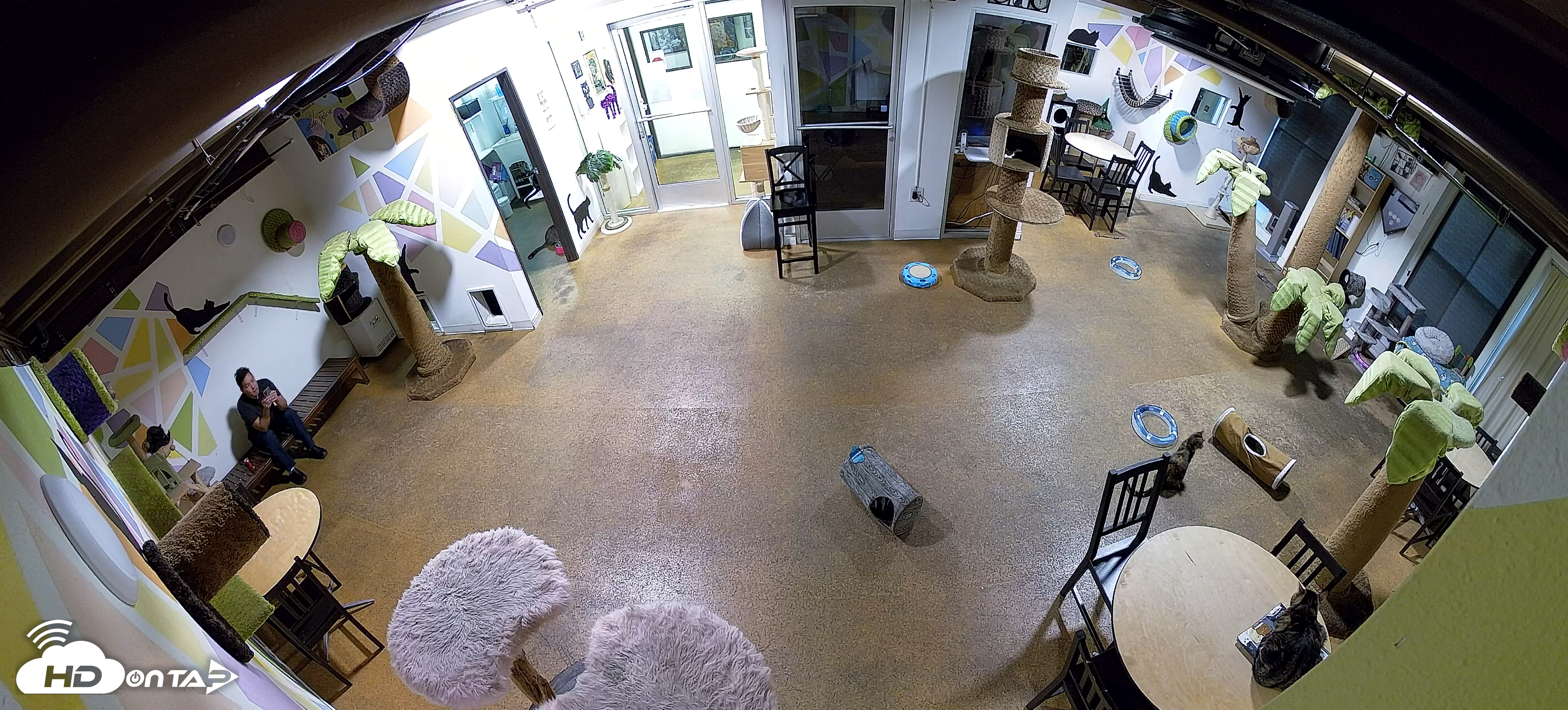 Snapshot of Cat Cafe San Diego Live Webcam taken Nov 27, 2025, 4:50pm PST