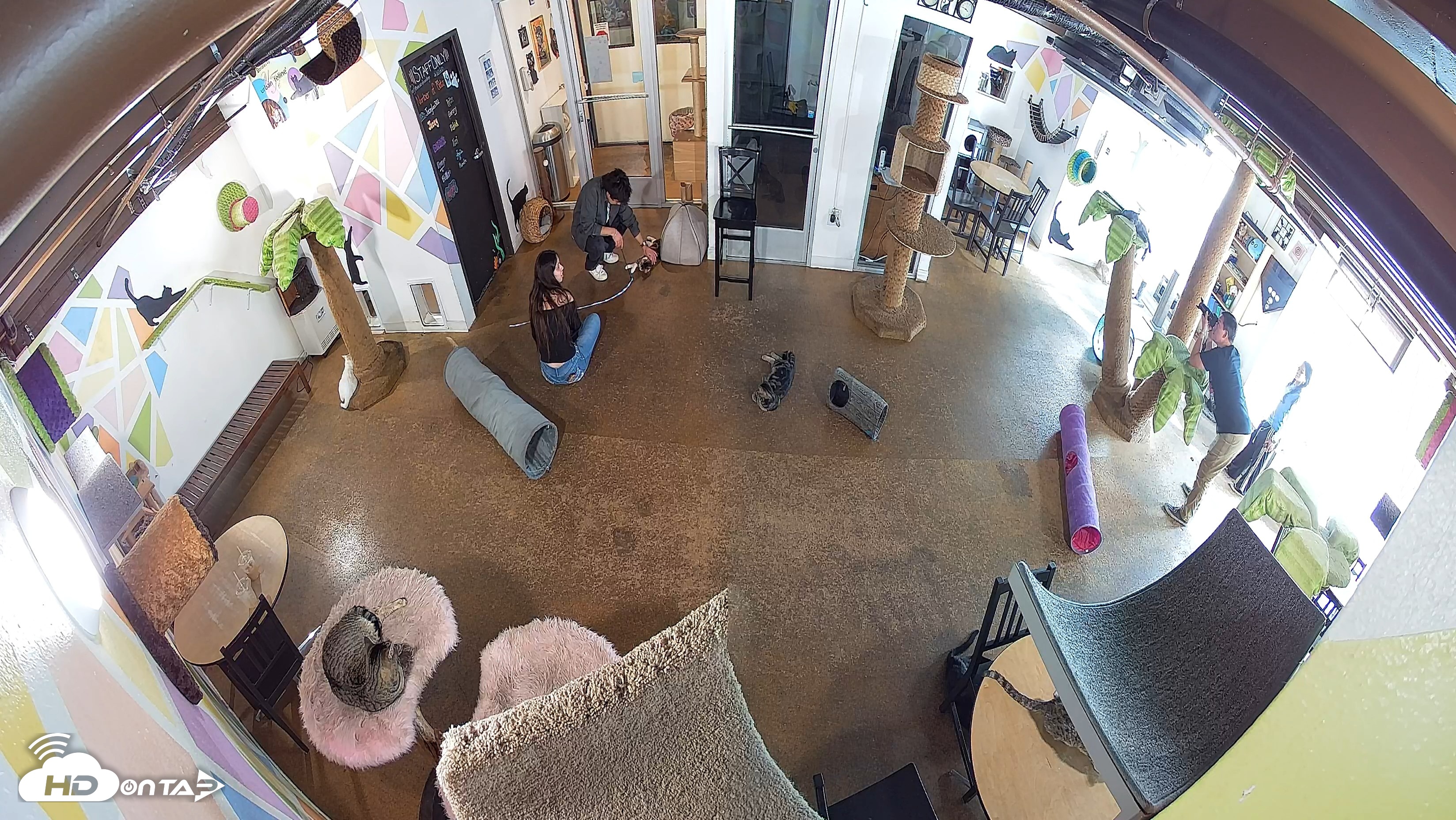 Snapshot of Cat Cafe San Diego Live Webcam taken Oct 22, 2026, 3:41pm PDT