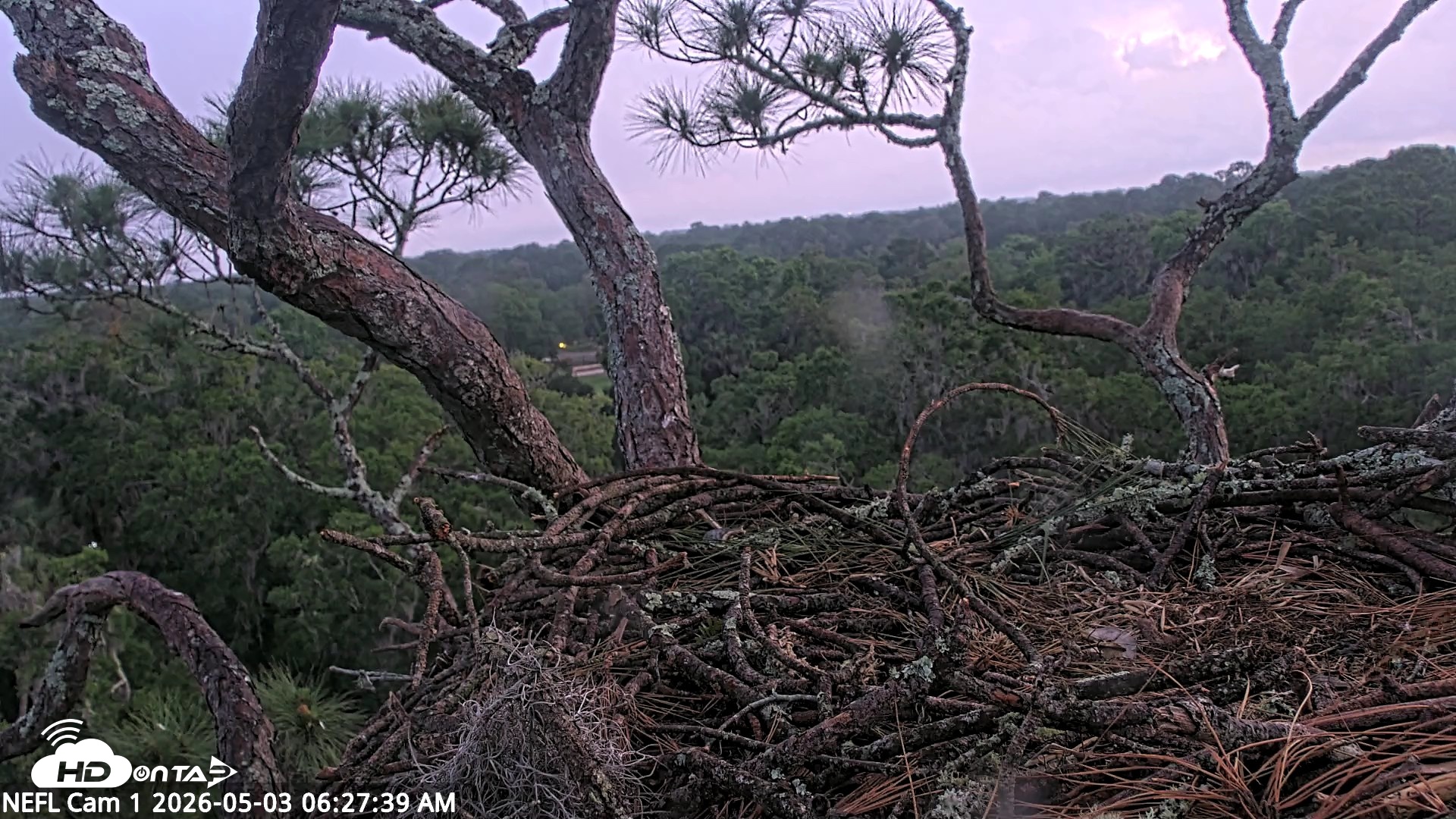 Snapshot of NE Florida Eagles Live Webcam taken May 3, 2026, 6:29am EDT