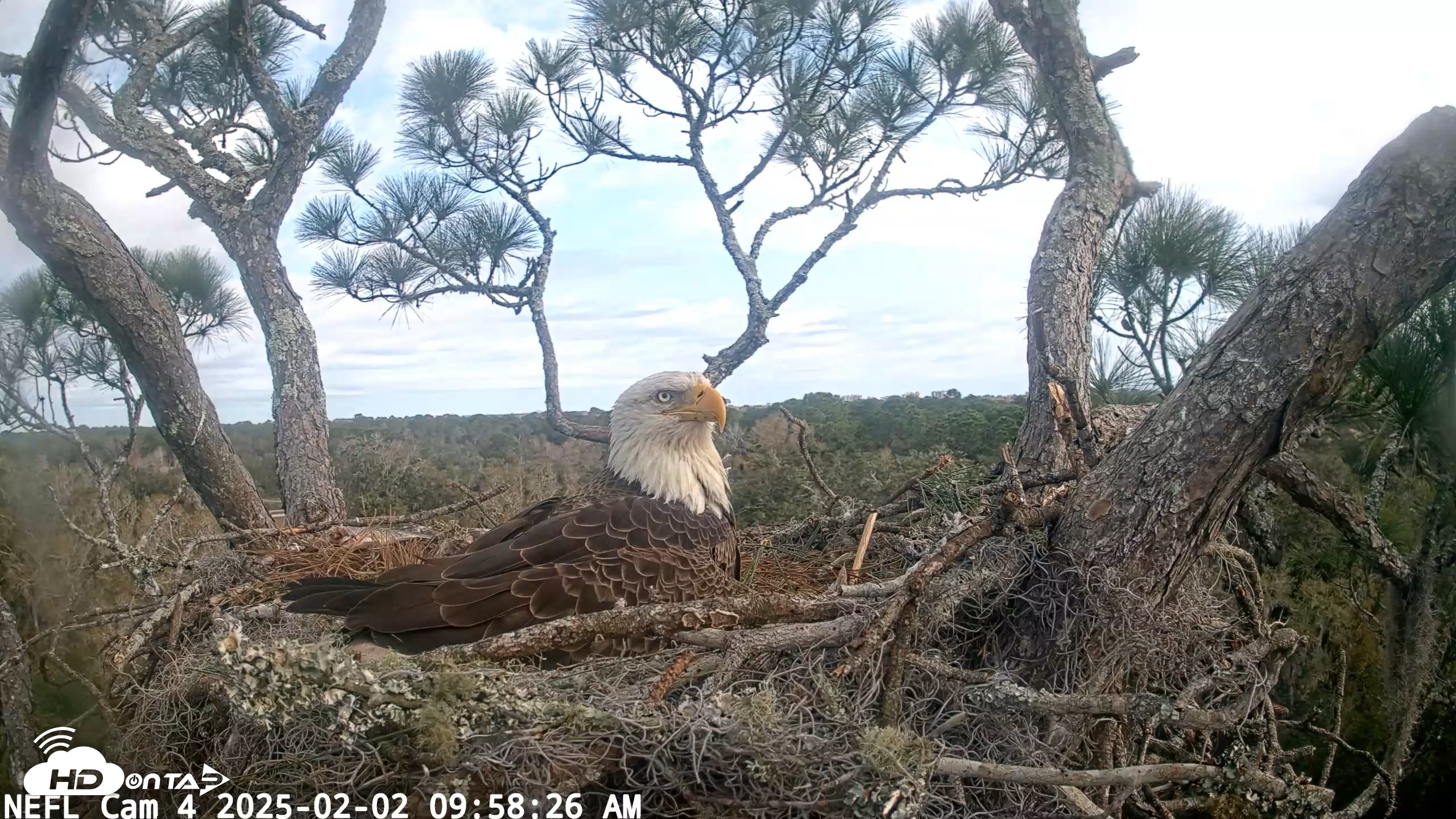 Snapshot of NE Florida Eagles Live Webcam taken Feb 2, 2025, 9:58am EST