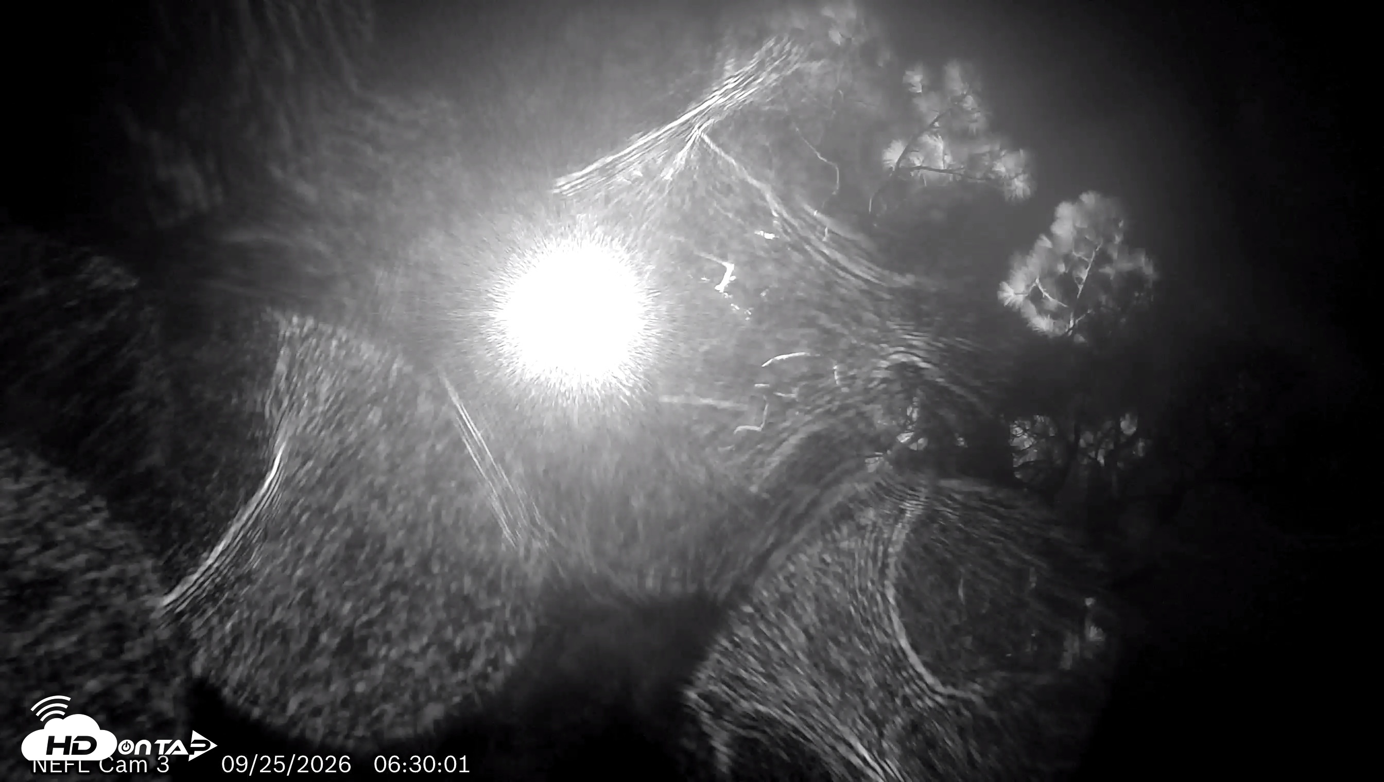 Snapshot of NE Florida Eagles Live Webcam taken Sep 25, 2026, 6:32am EDT