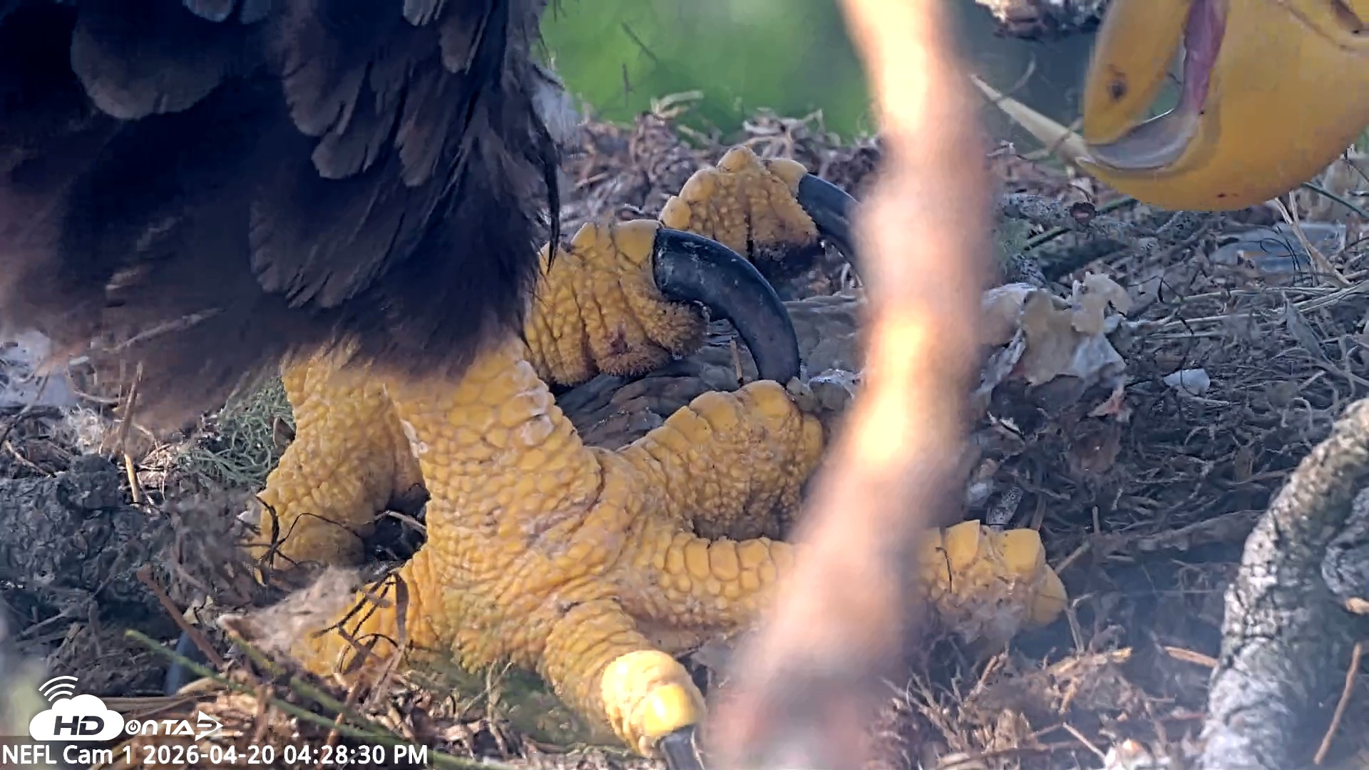 Snapshot of NE Florida Eagles Live Webcam taken Apr 20, 2026, 4:29pm EDT