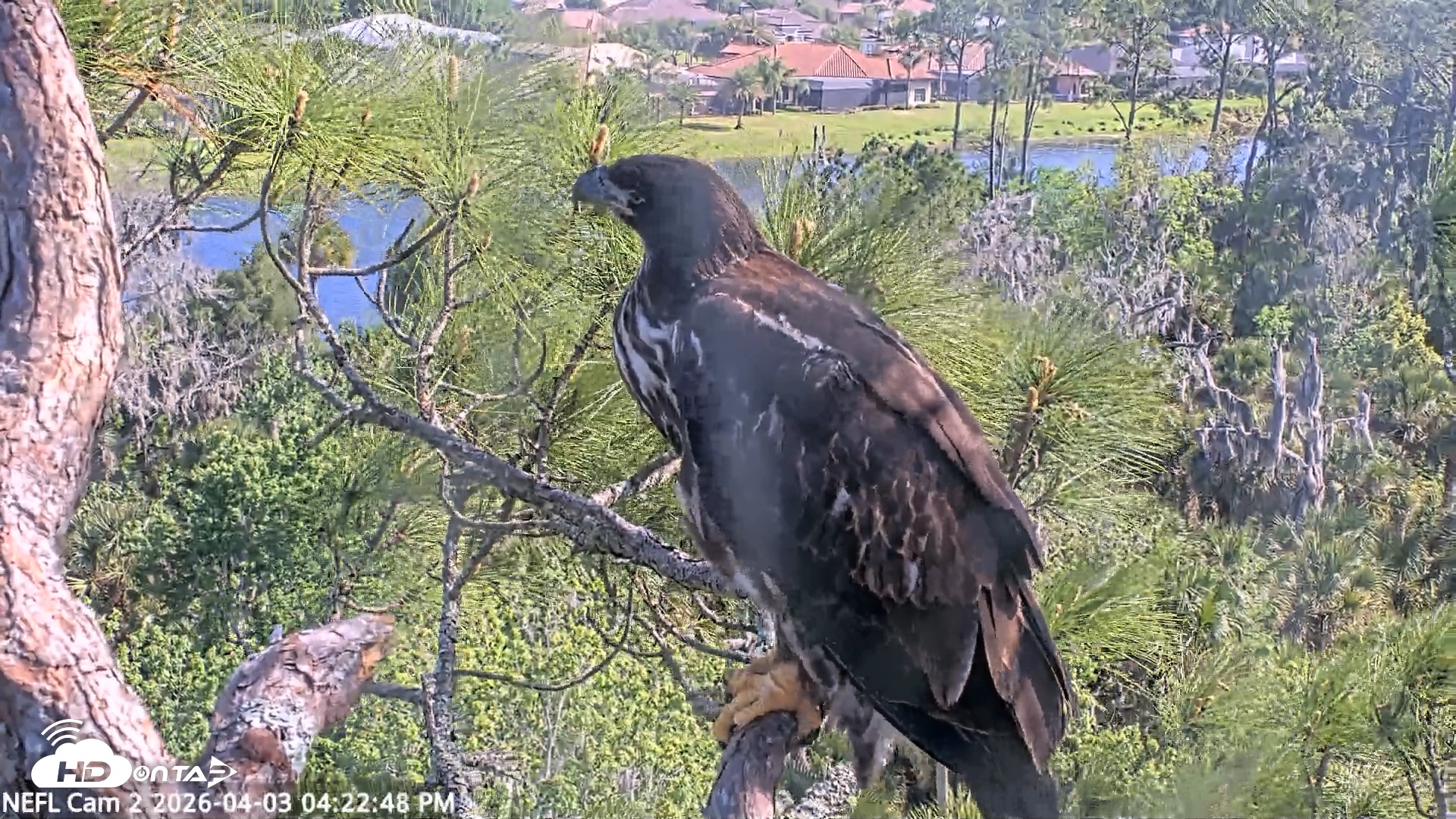Snapshot of NE Florida Eagles Live Webcam taken Apr 3, 2026, 4:23pm EDT