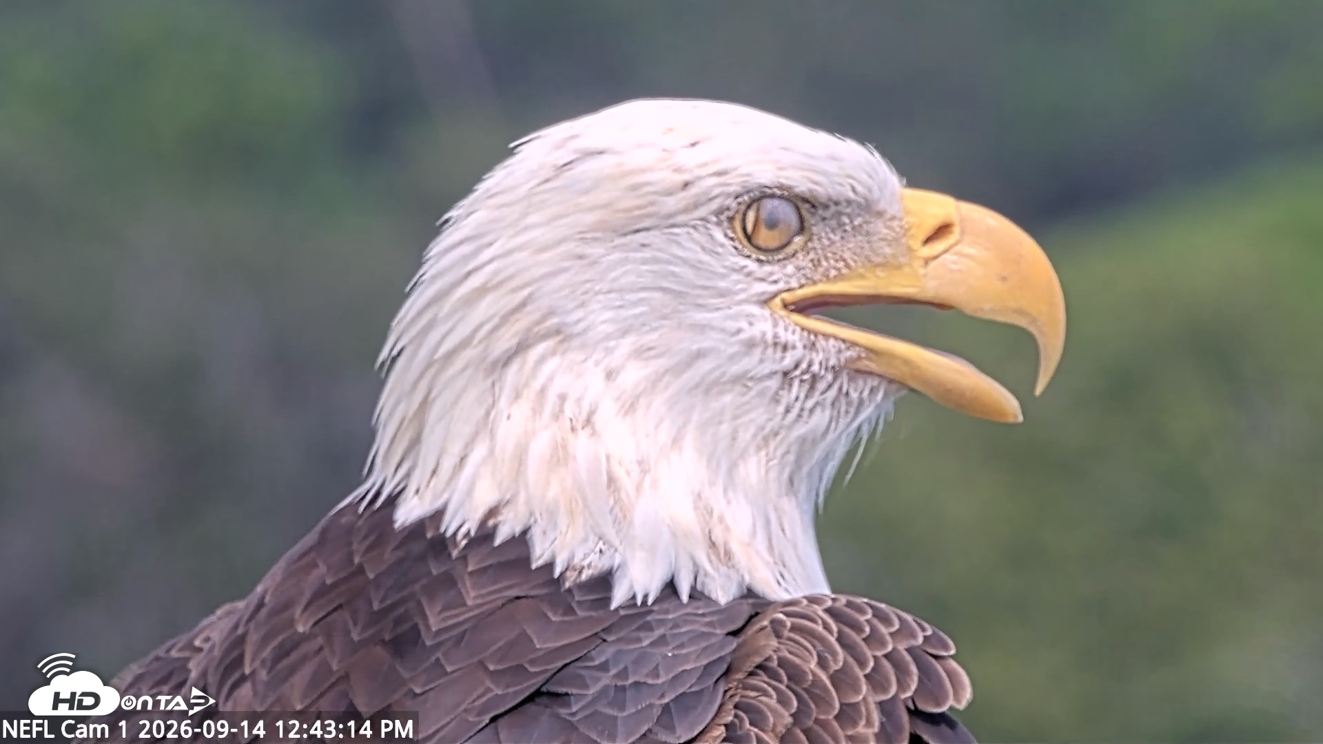 Snapshot of NE Florida Eagles Live Webcam taken Sep 14, 2026, 12:44pm EDT
