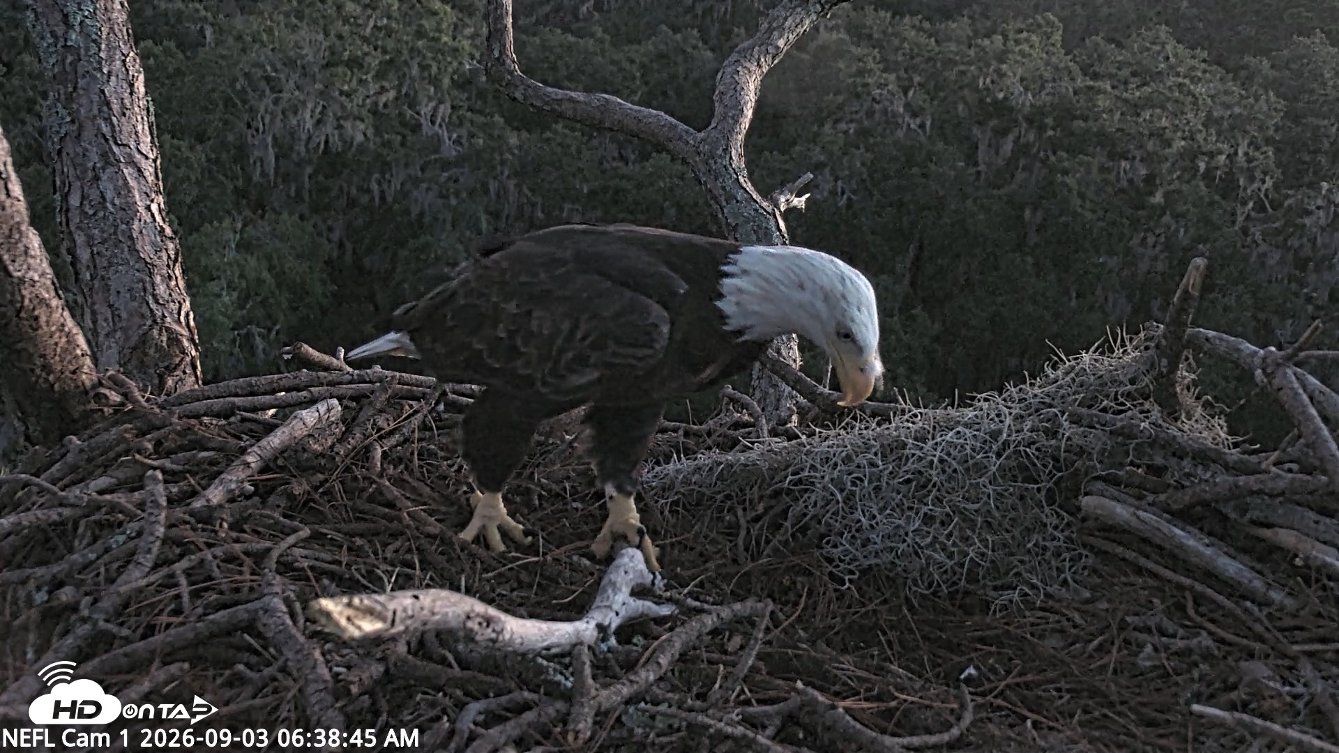 Snapshot of NE Florida Eagles Live Webcam taken Sep 3, 2026, 6:40am EDT