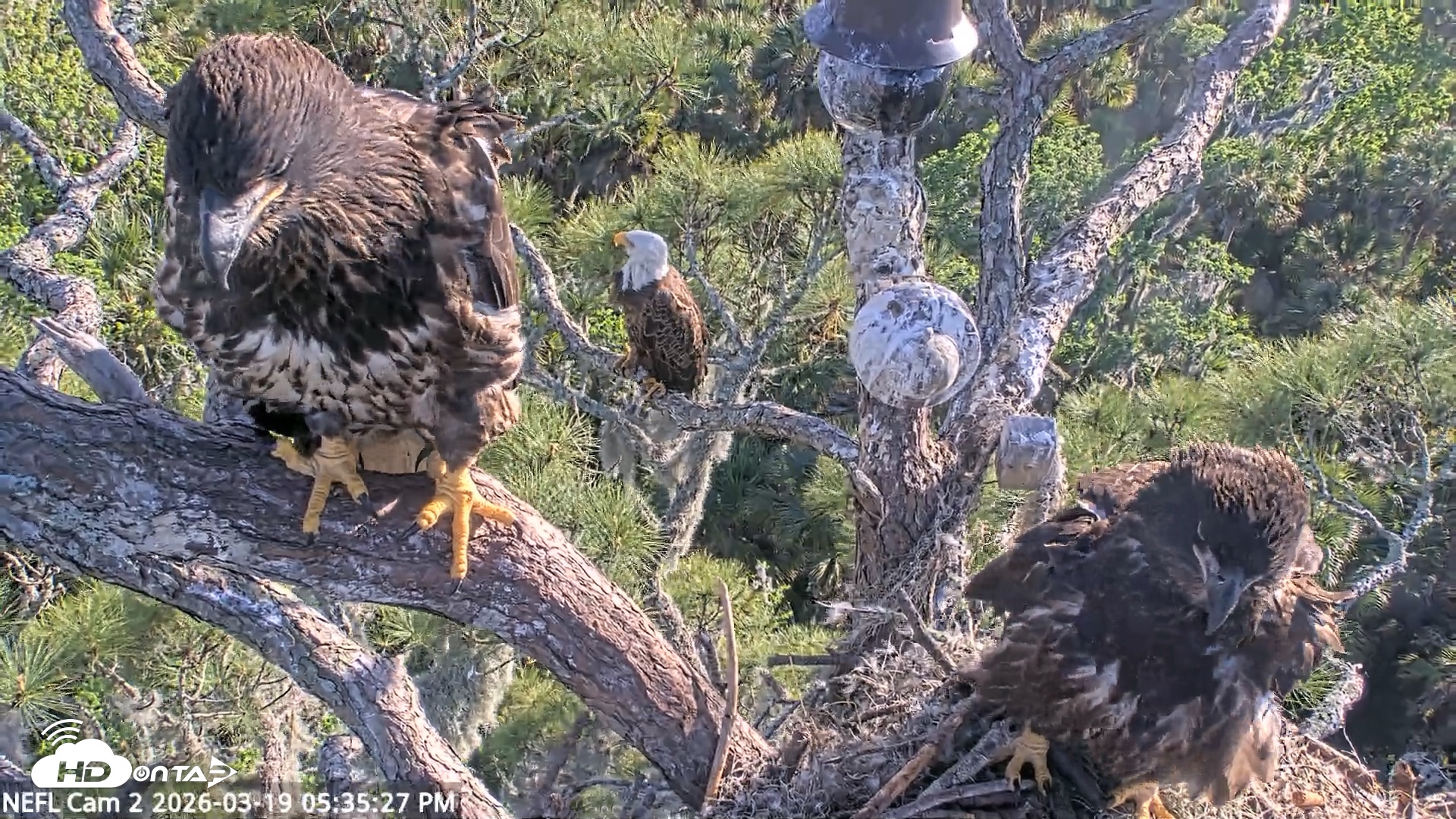 Snapshot of NE Florida Eagles Live Webcam taken Mar 19, 2026, 5:36pm EDT