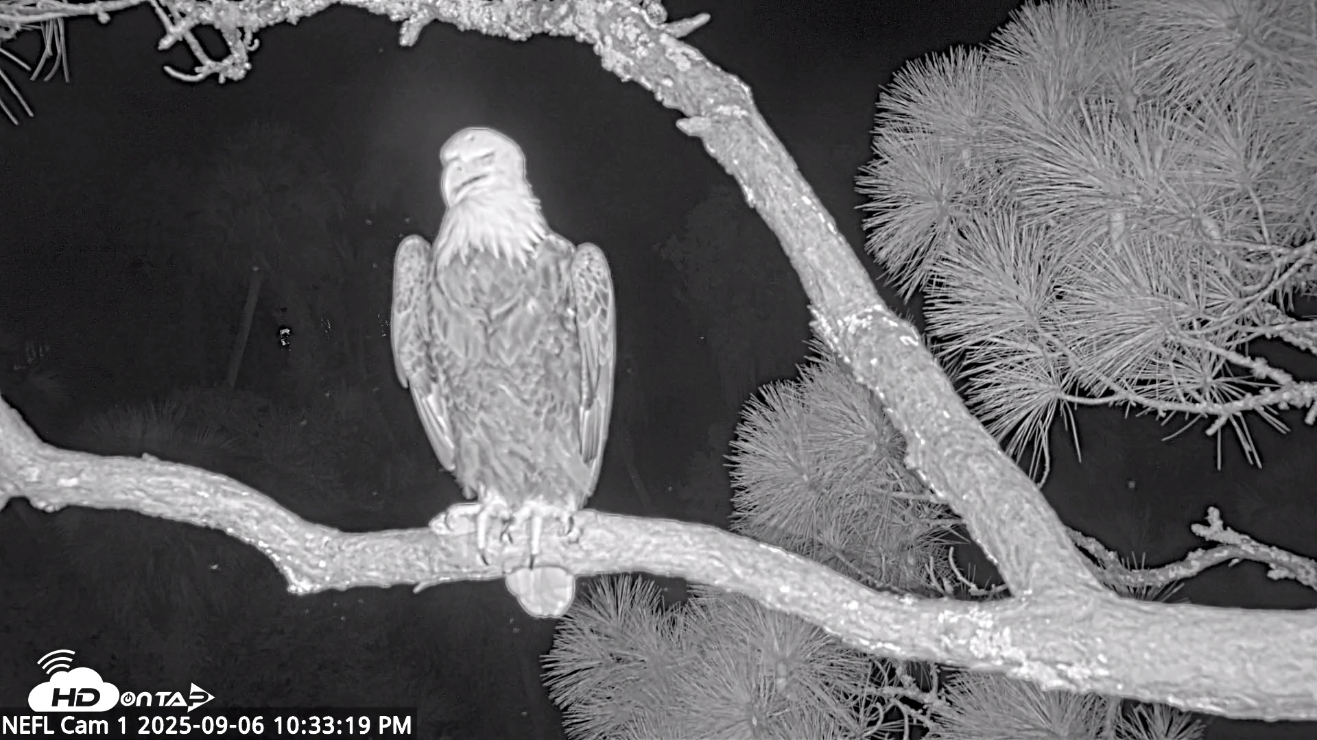 Snapshot of NE Florida Eagles Live Webcam taken Sep 6, 2025, 10:34pm EDT