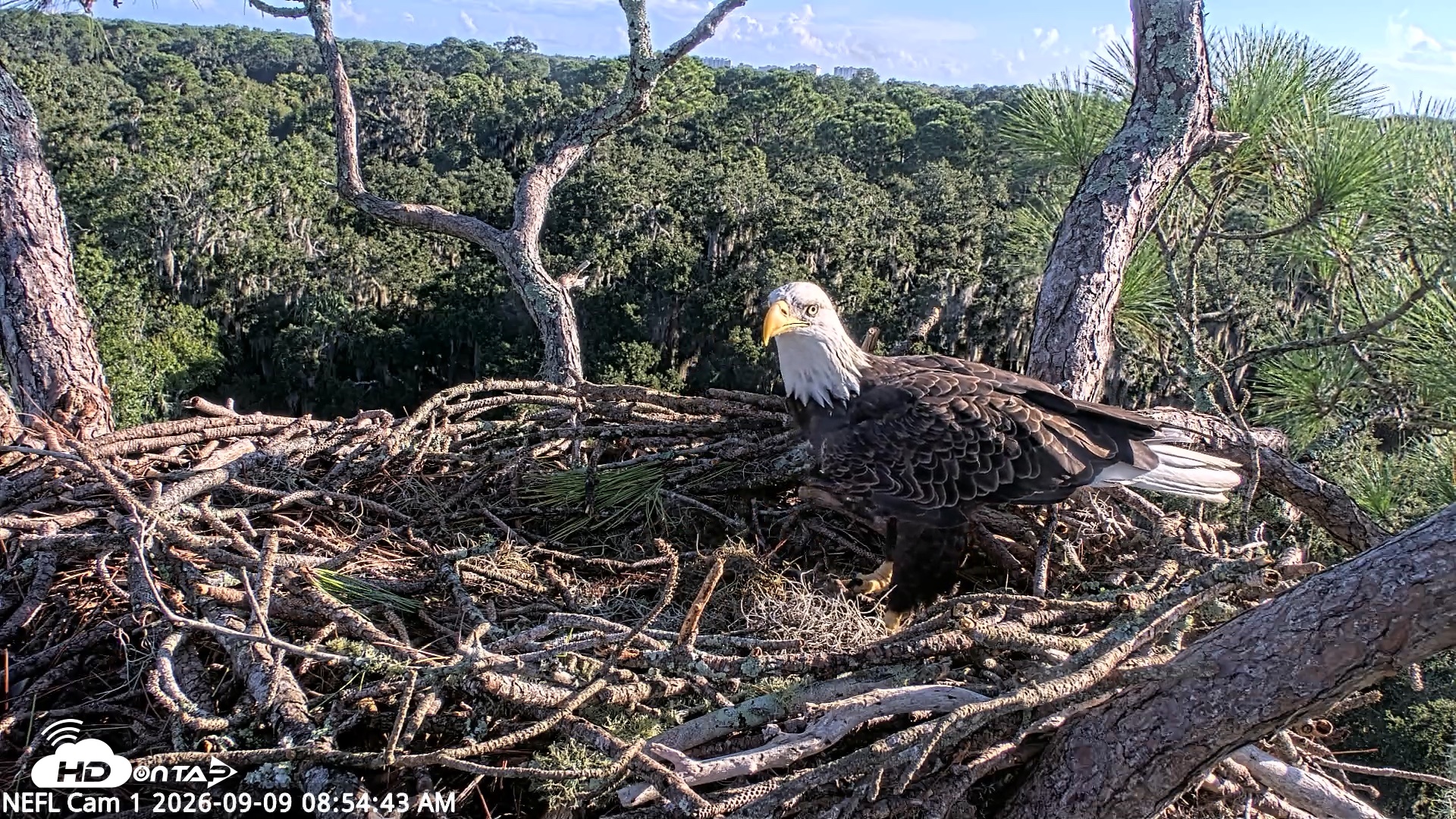 Snapshot of NE Florida Eagles Live Webcam taken Sep 9, 2026, 8:55am EDT